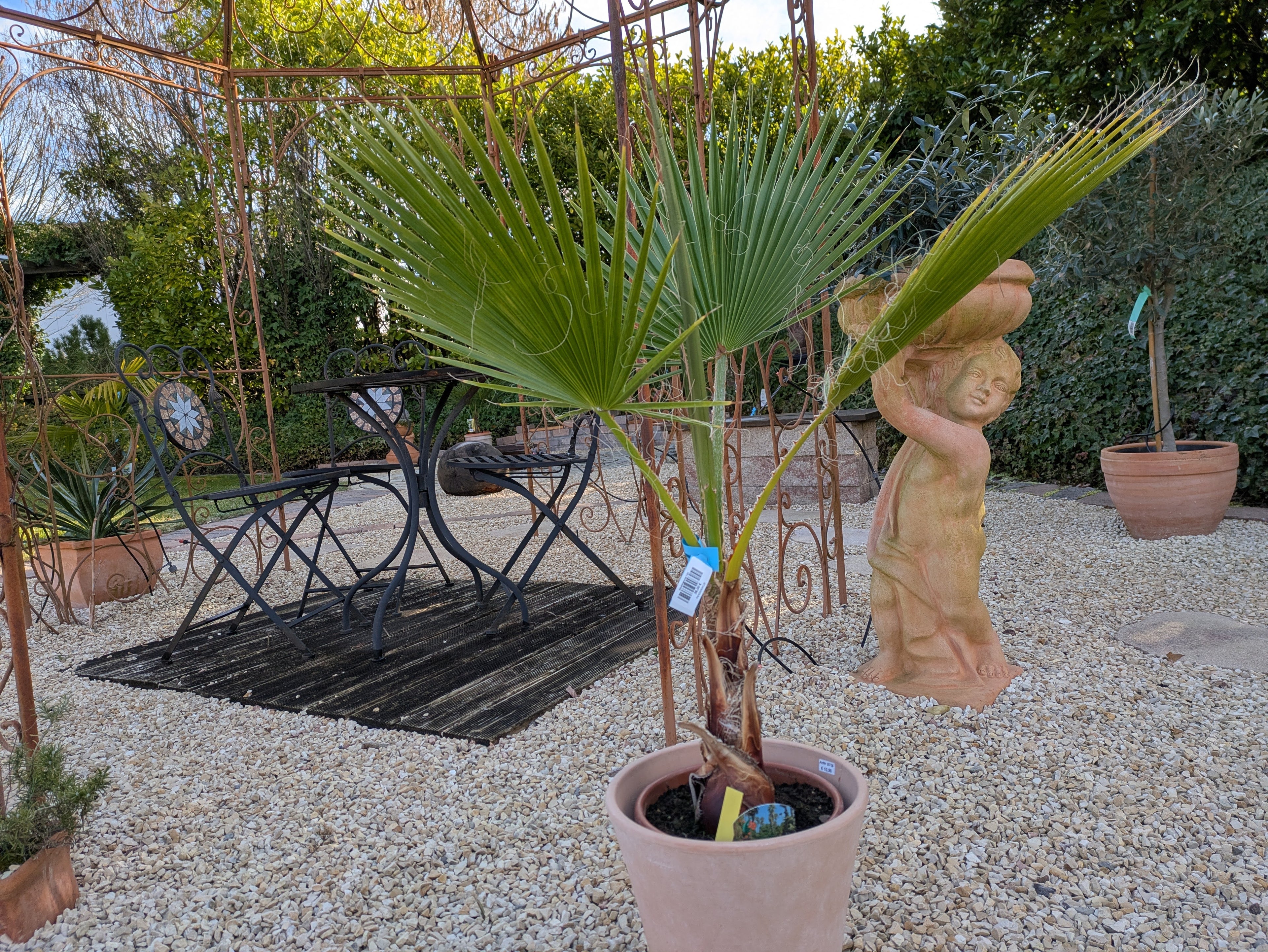 Washingtonia, Gartenpalme im Toskanagarten