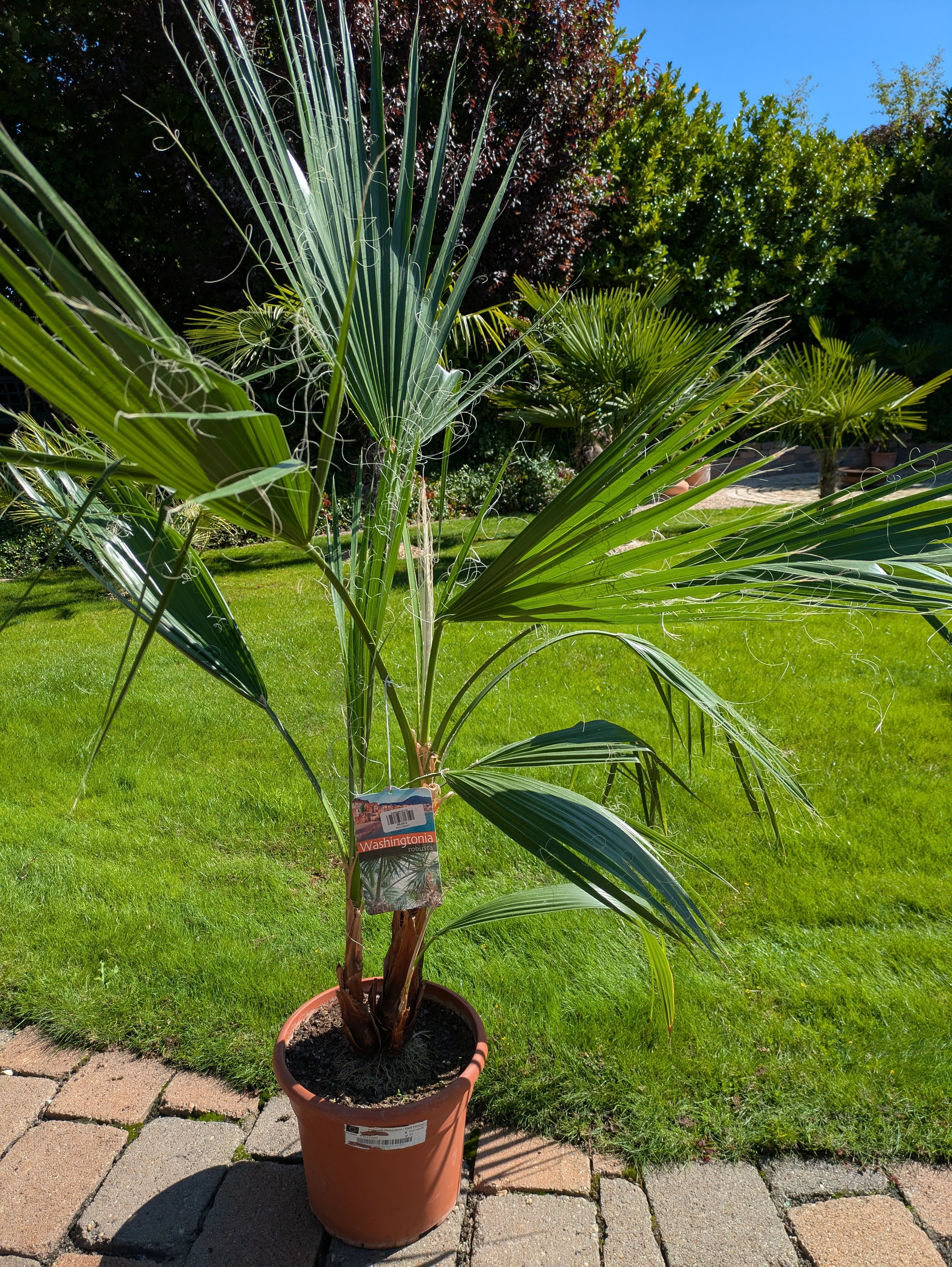 Washingtonia 130cm höhe im Schaugarten in Lingenfeld