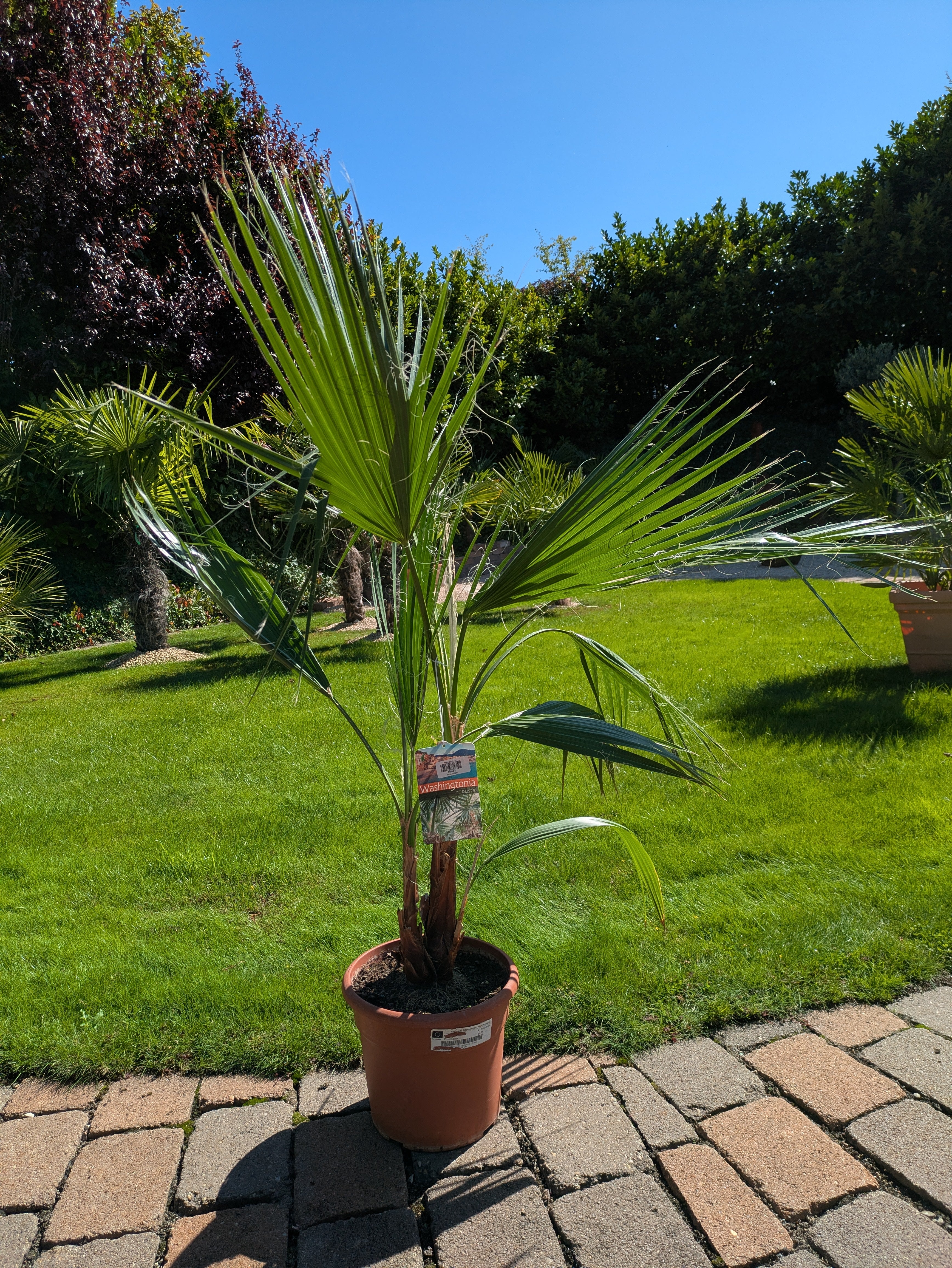 Washingtonia 130cm höhe im Toskanagarten Lingenfeld