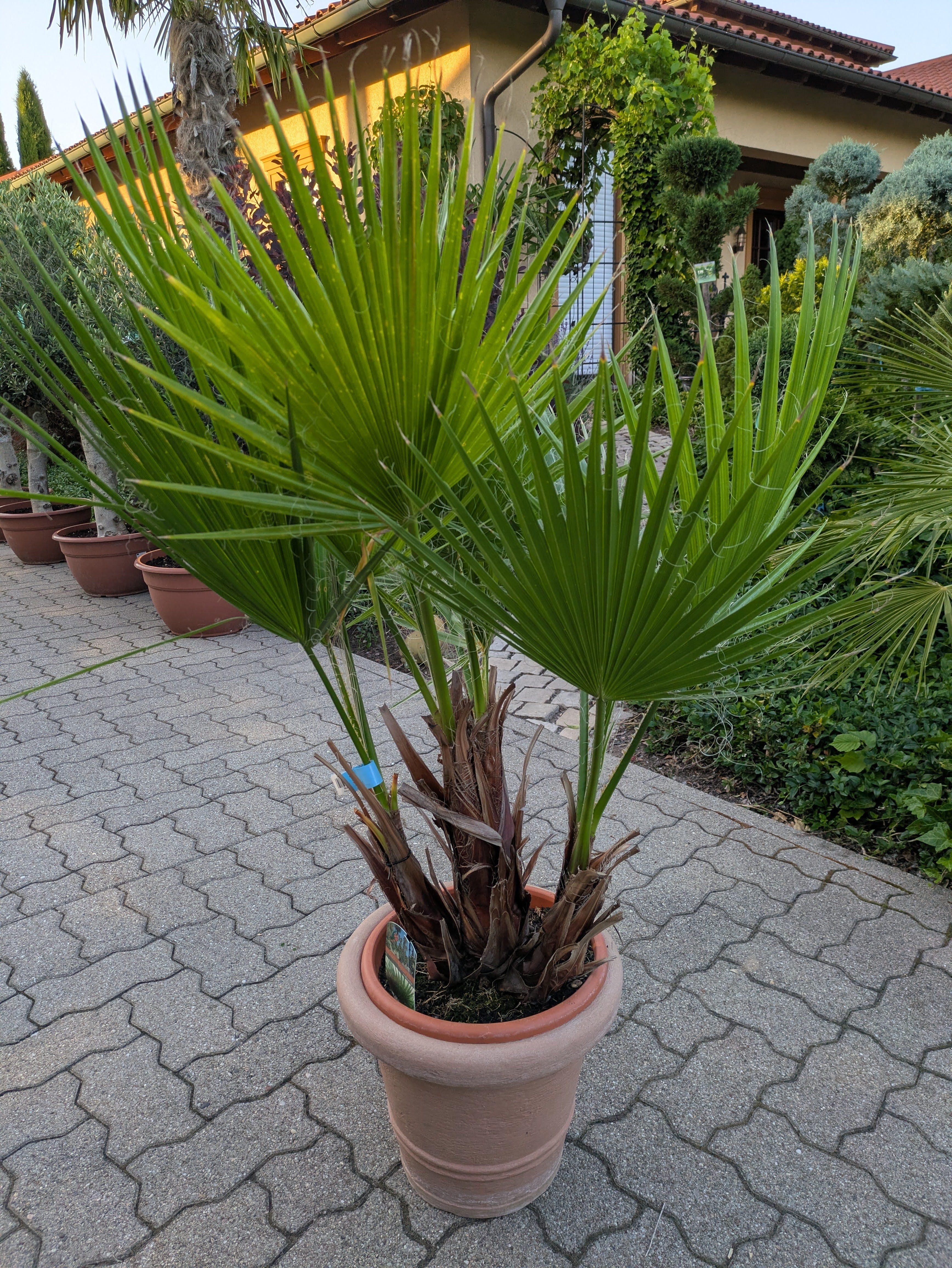 Washingtonia 130 cm im Schaugarten Lingenfeld Toskanagarten