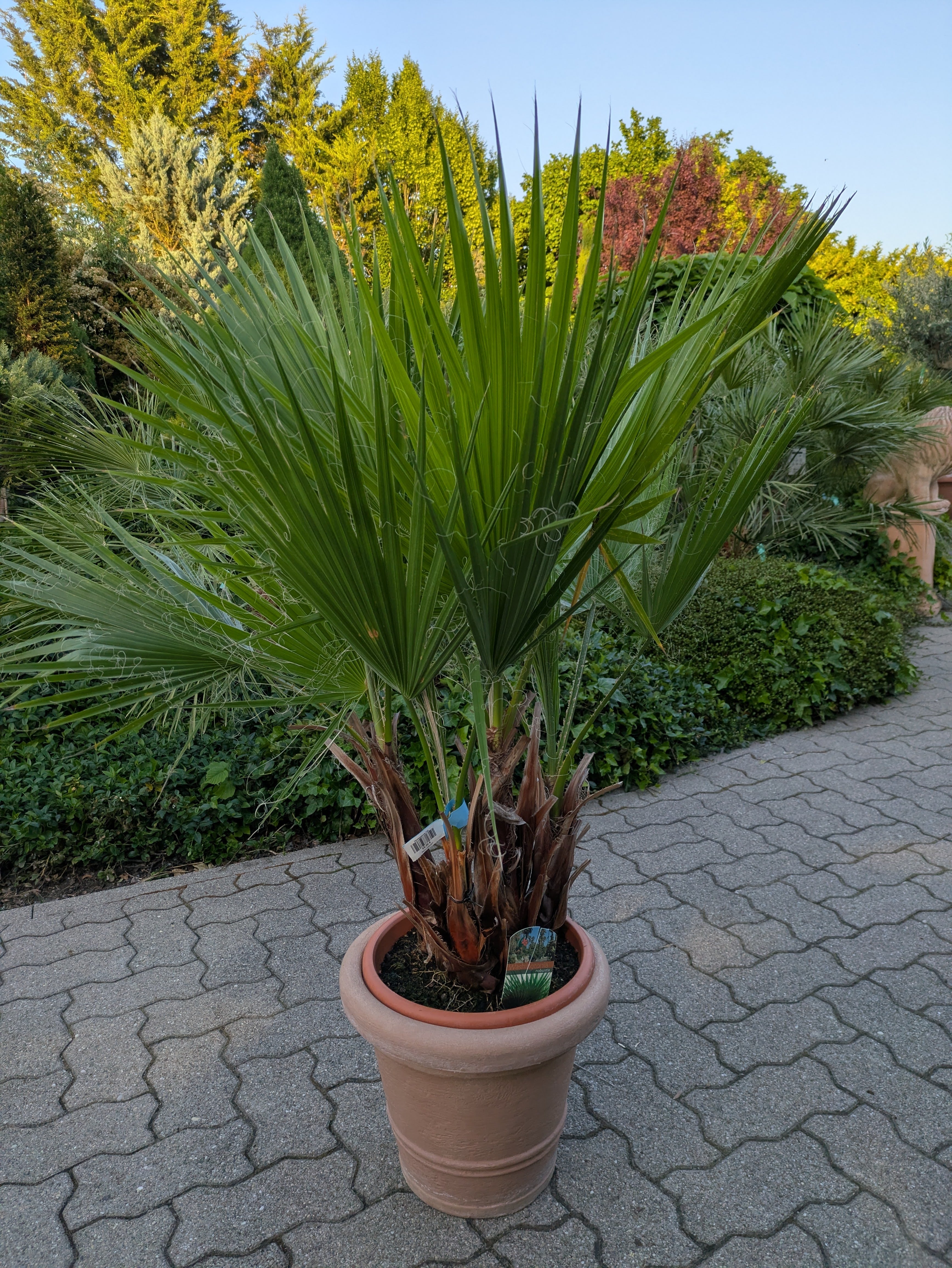 Washingtonia 130 cm im Toskanagarten