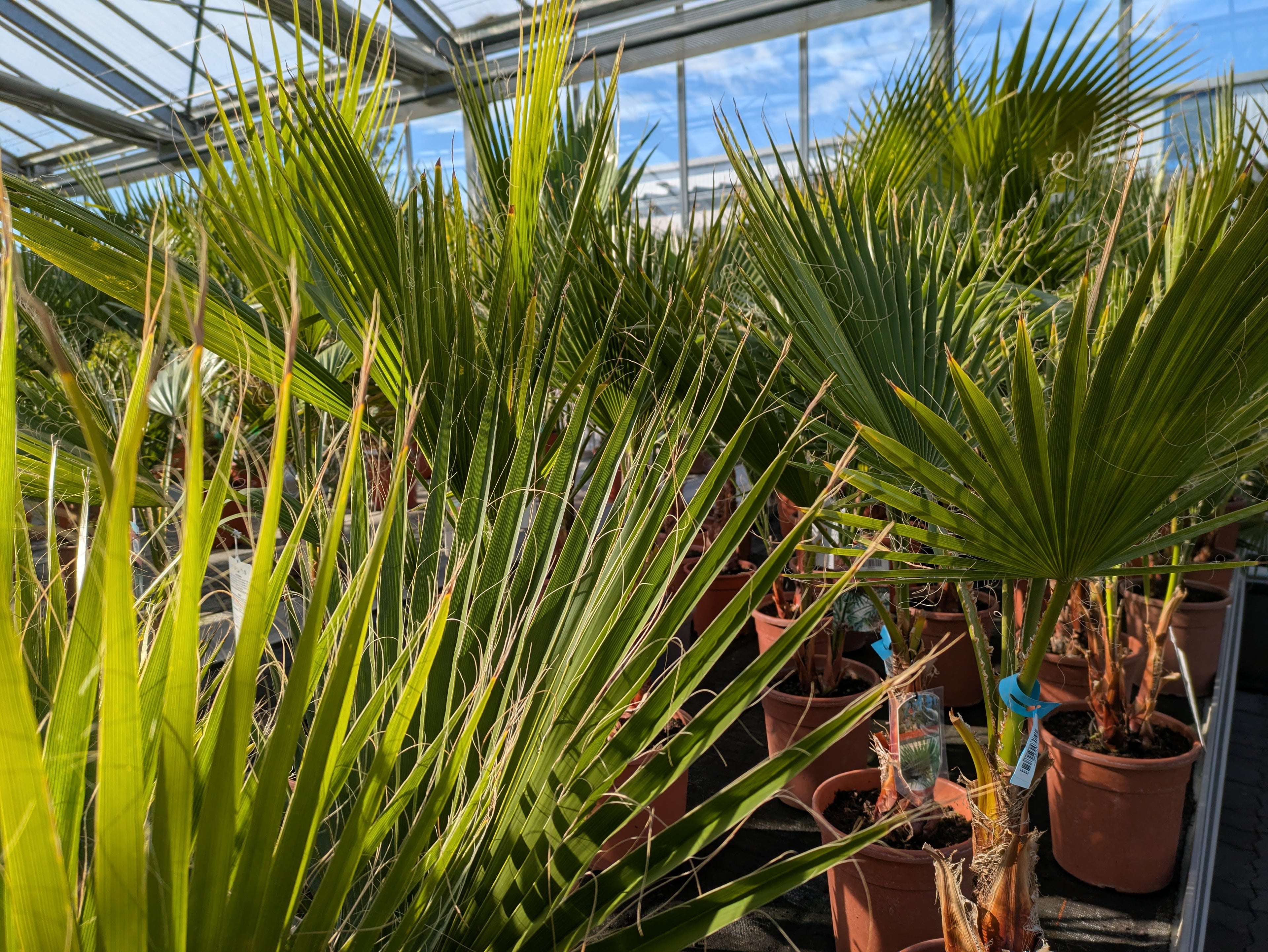 Washingtonia, Palmen im Toskanagarten