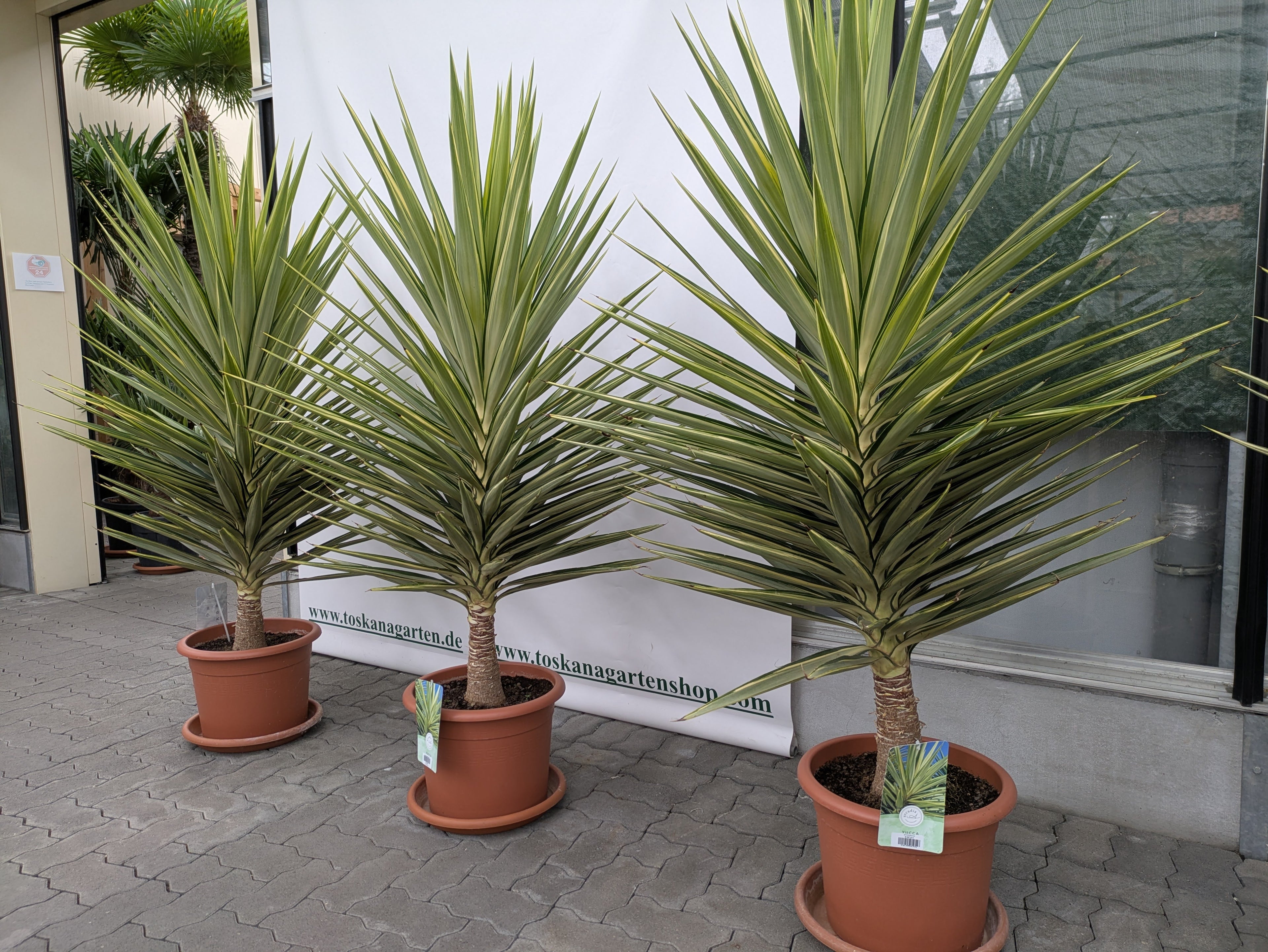 yucca jewel Phantastico gärtnerei Scherer