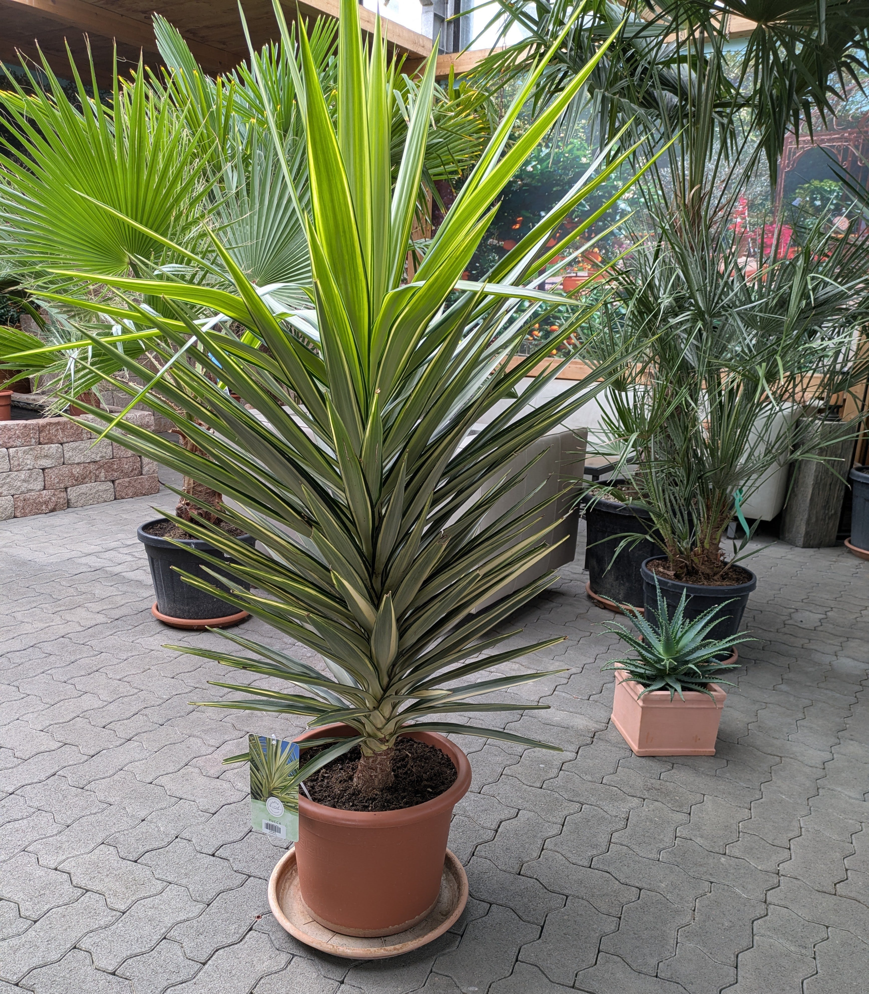 yucca jewel Phantastiko im Toskanagarten