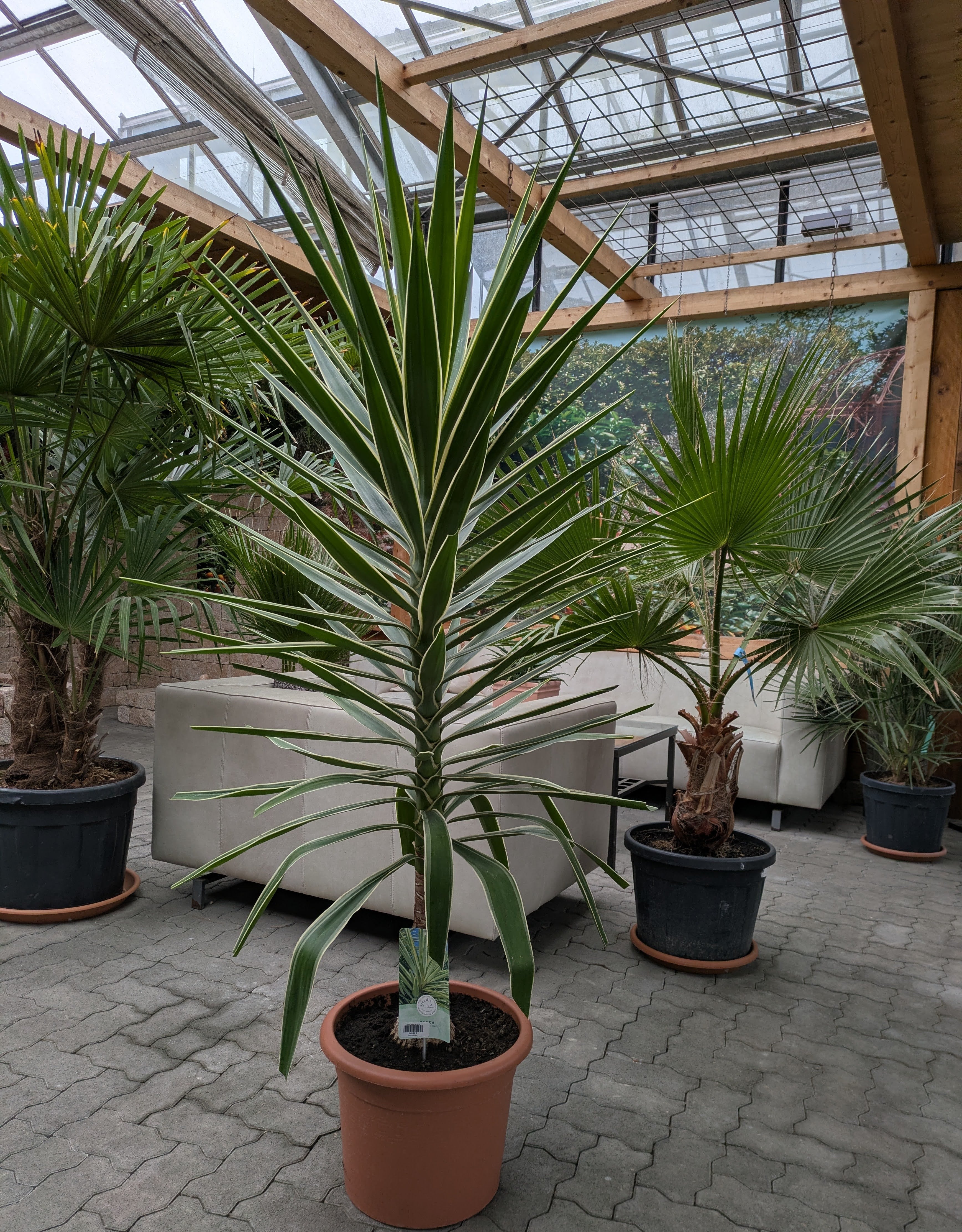 Ycca Jewel 180cm im Toskanagarten