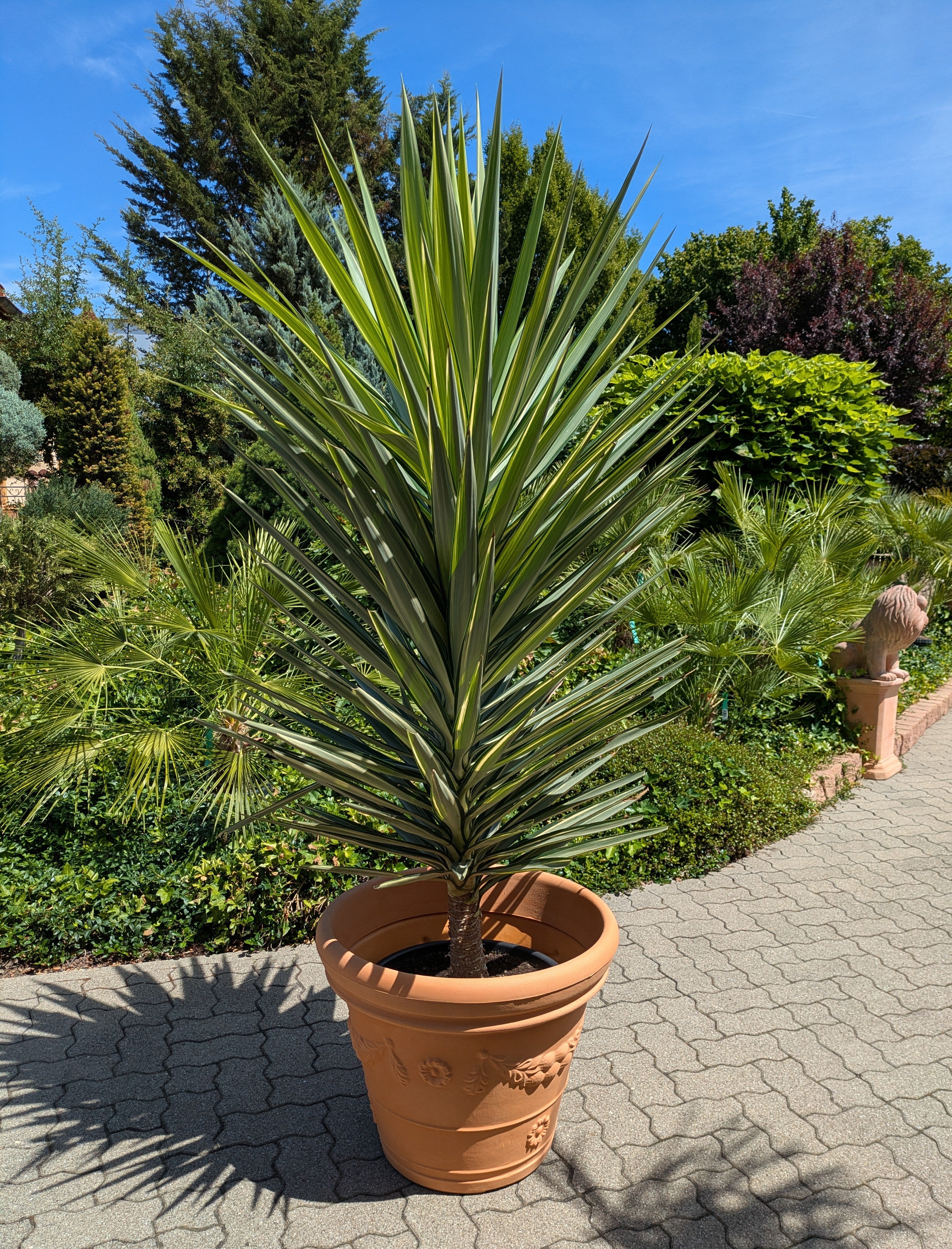Yucca Jewel XXL in Lingenfeld, Toskanaarten