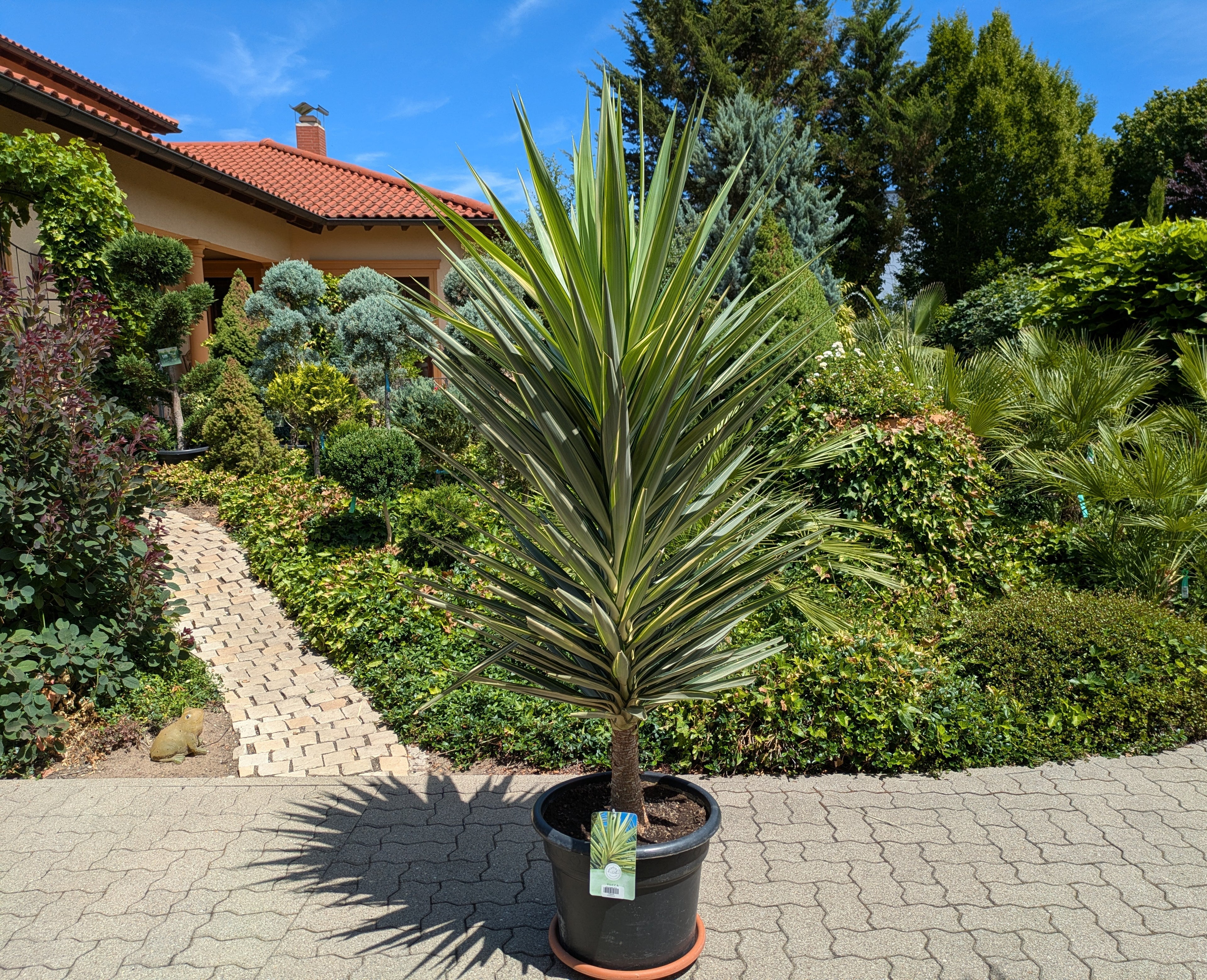 Yucca Jewel XXL im Toskanagarten Lingenfeld