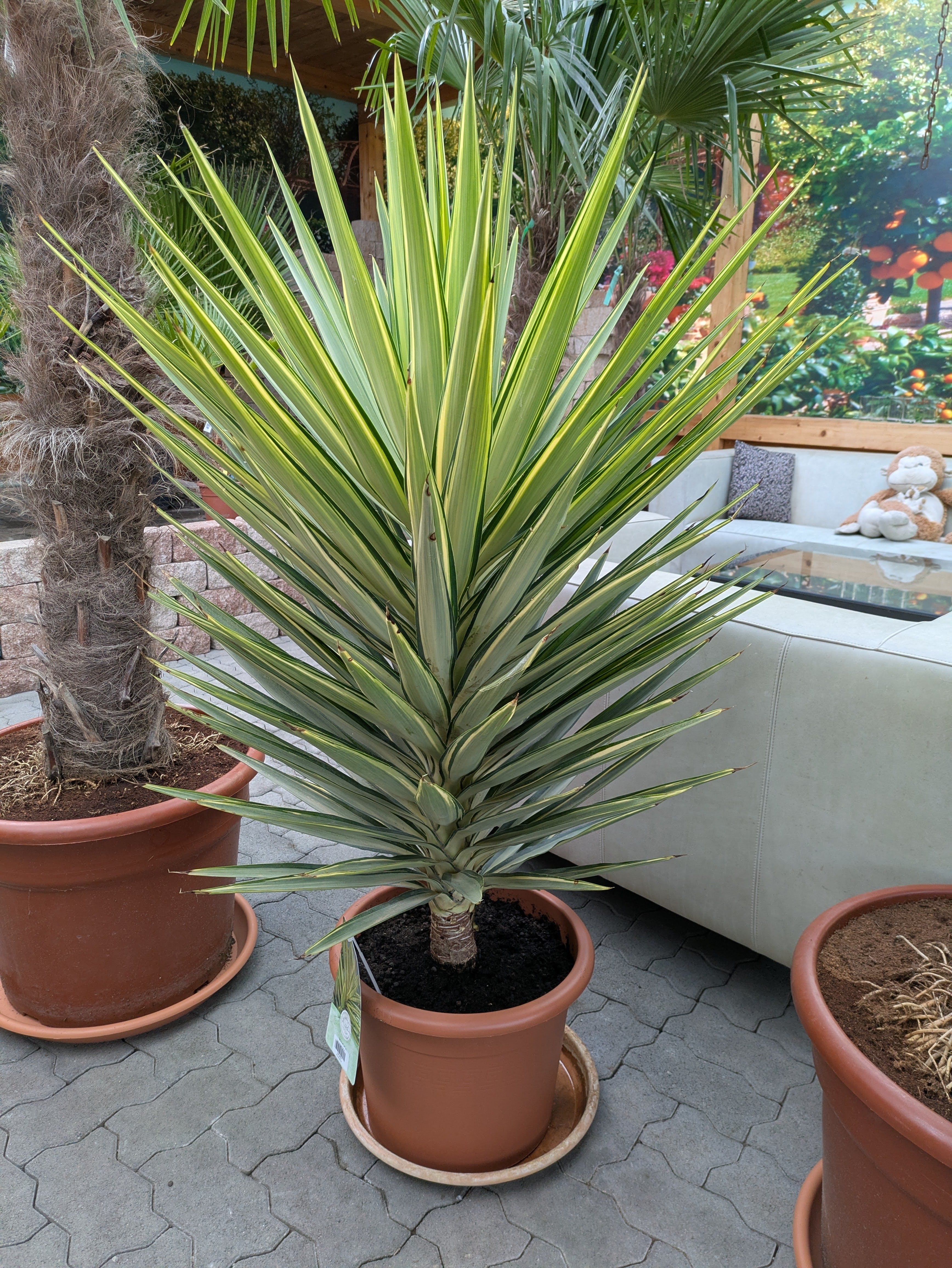yucca jewl Phantastiko als Zimmerpflanze