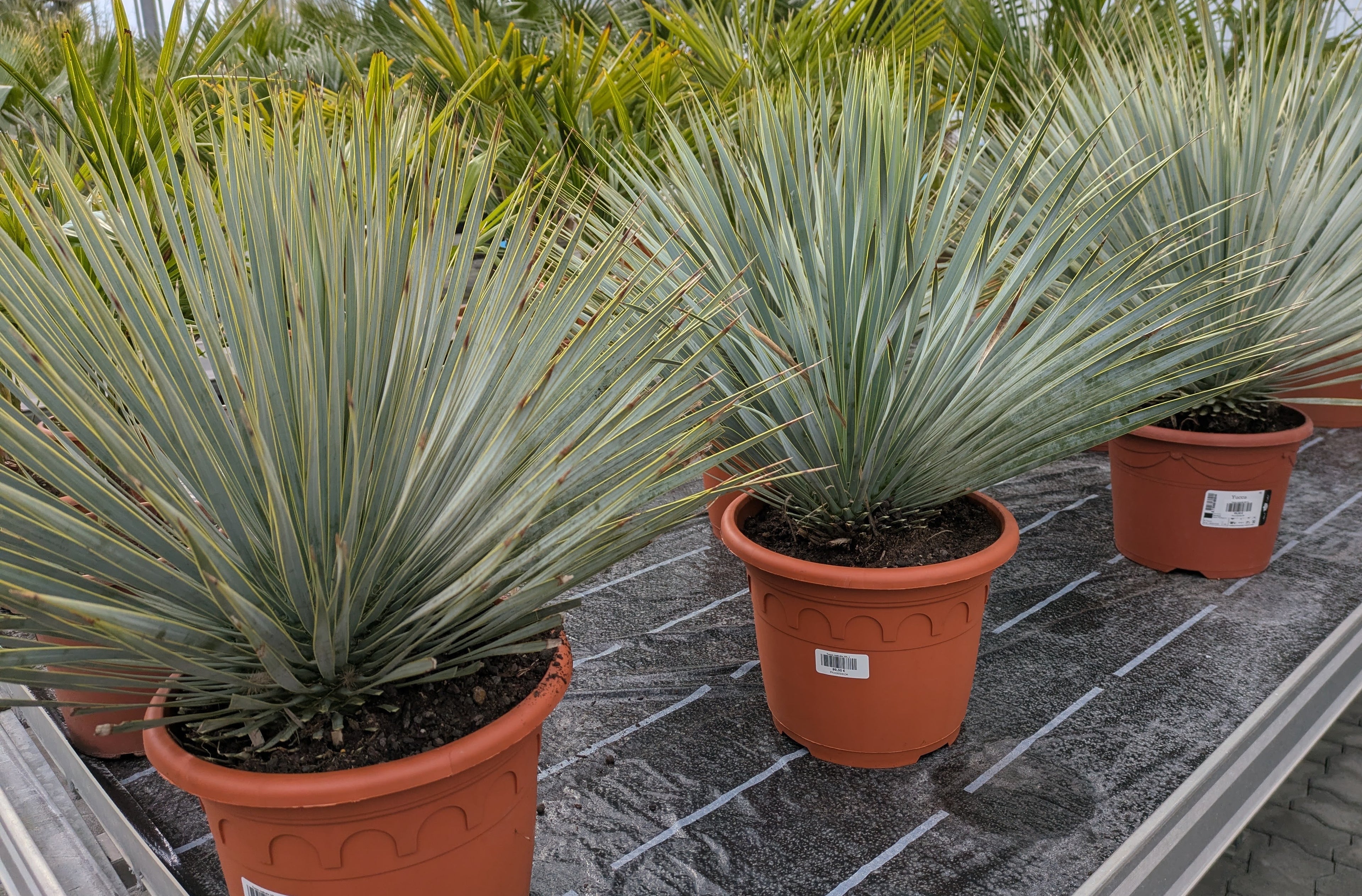 Yucca rosrata pesada in der Gärtnerei Scherer