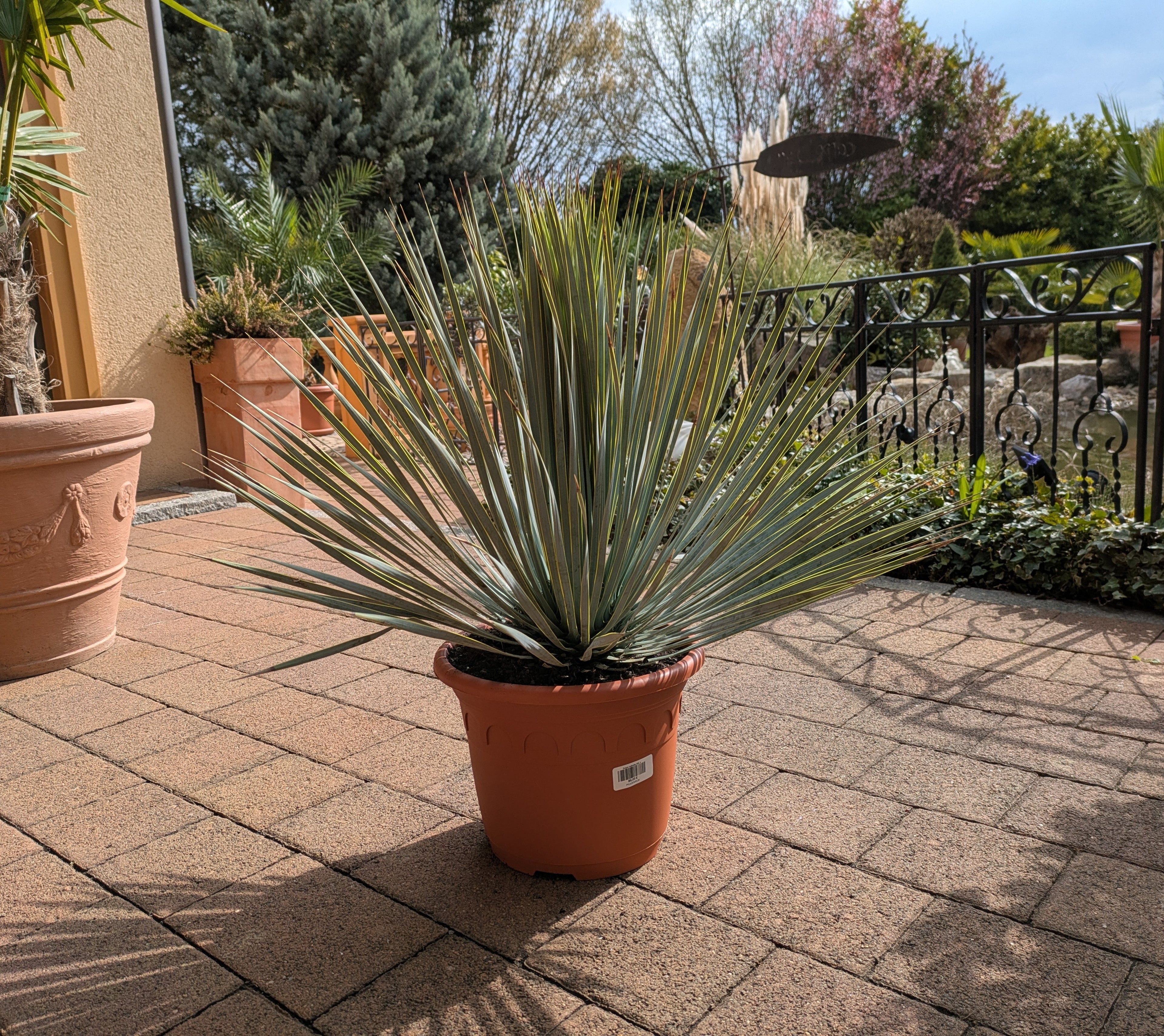 Yucca rosrata pesada im Toskanagarten