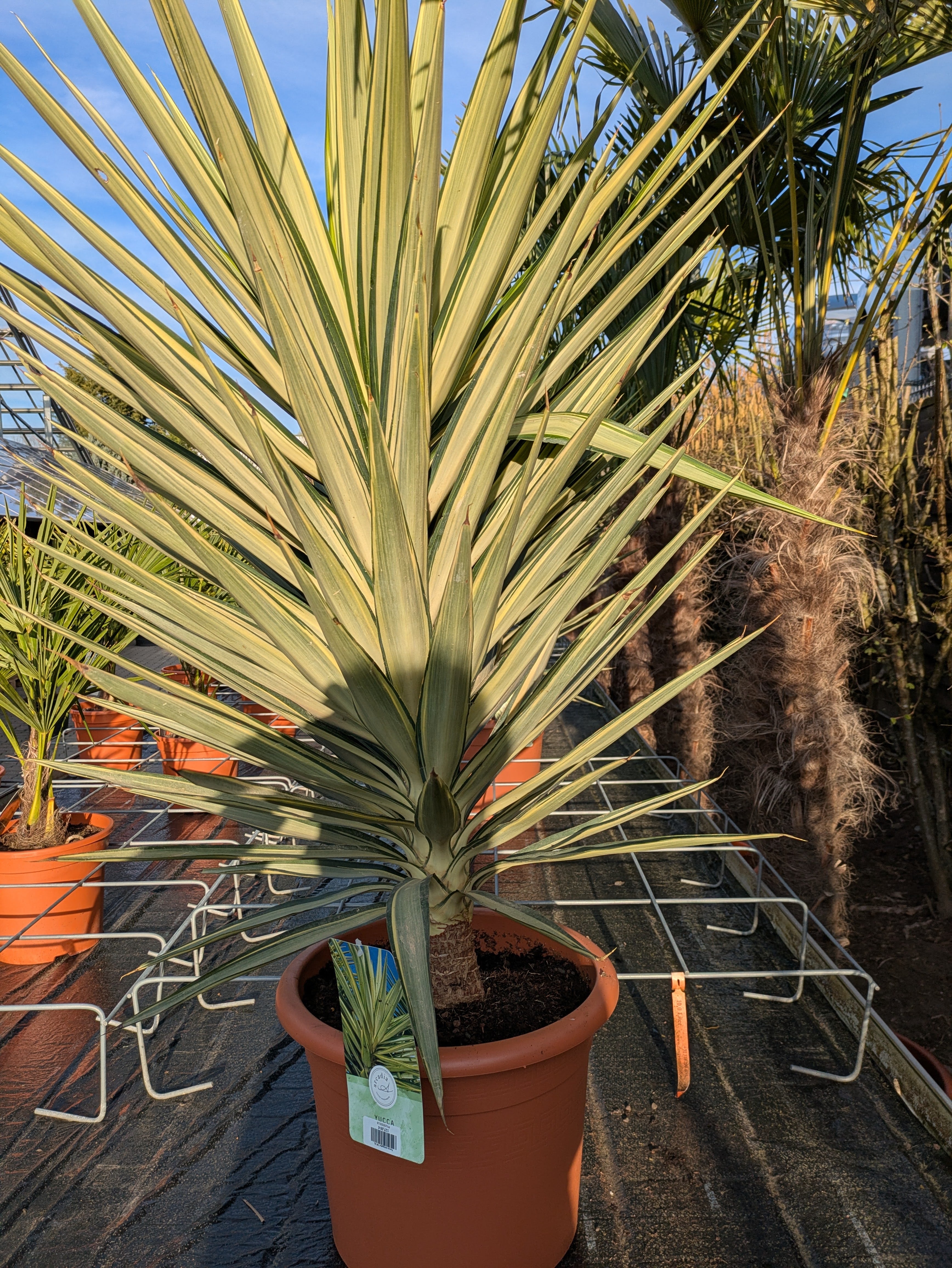 yucca jewel Phantastiko Toskanagarten Lingenfeld