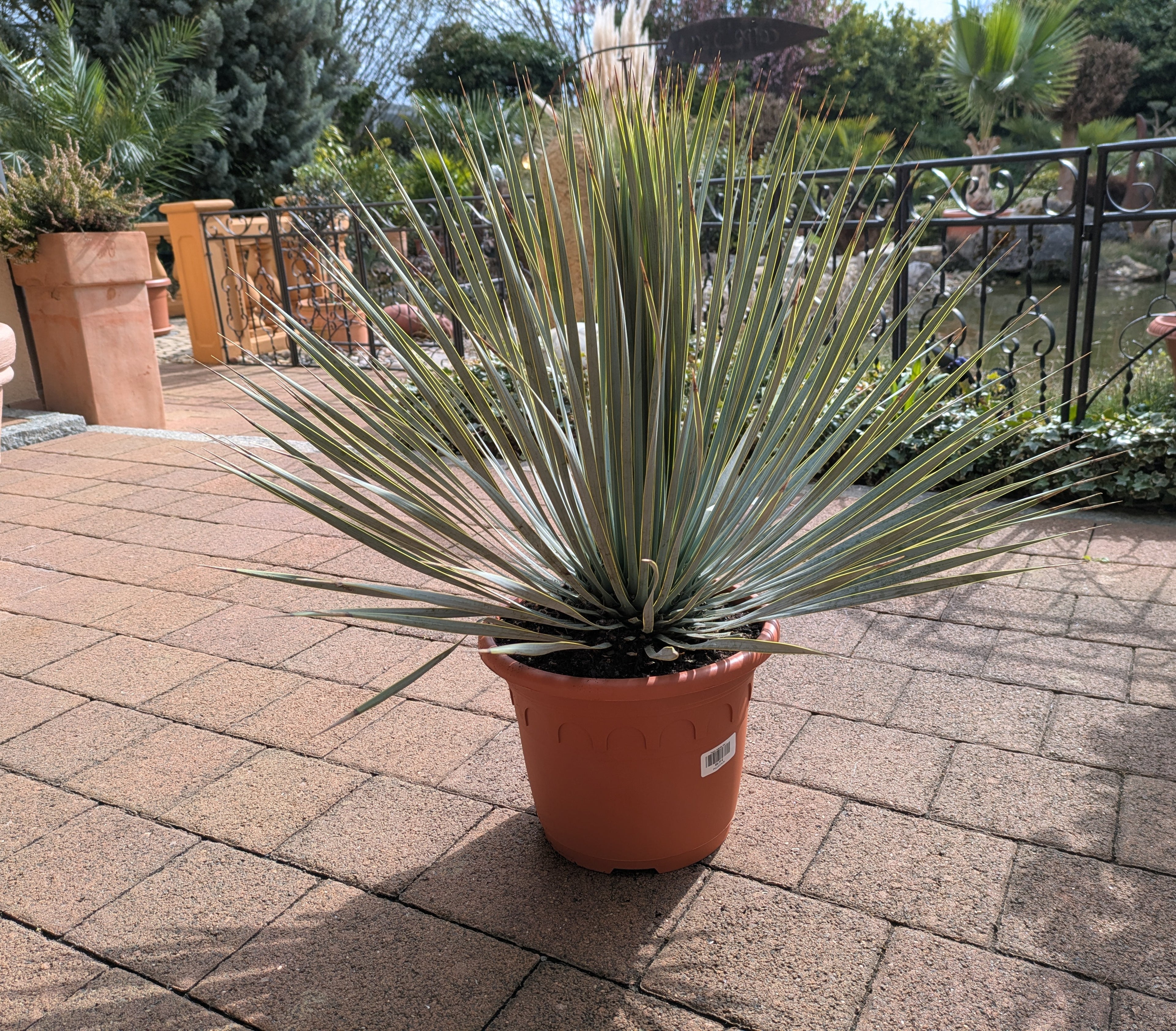 Yucca rosrata pesada