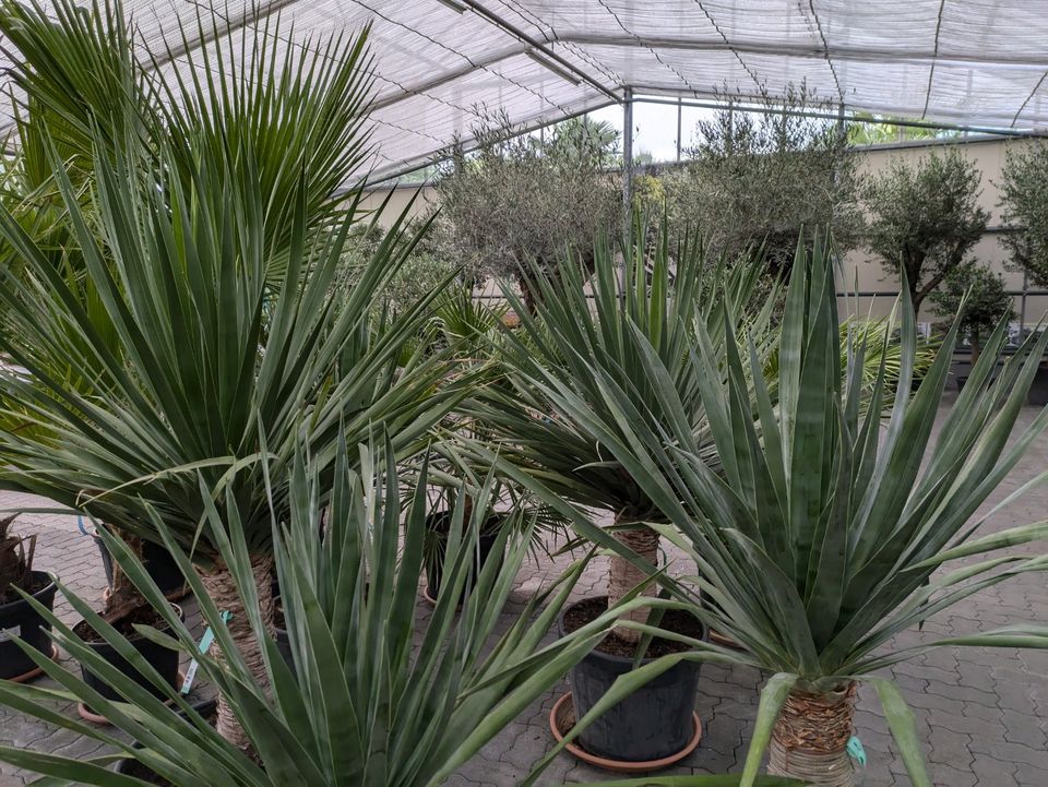 Pflanzenüberwinterung