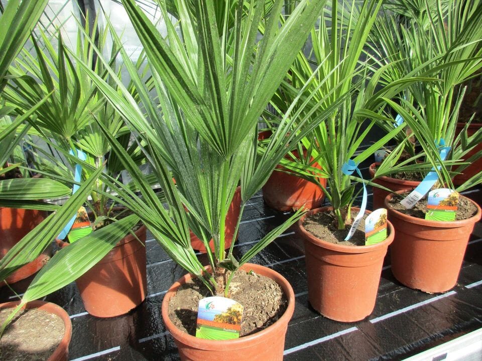 Chamaerops , humilis Zwergpalme, 70cm zwergpalme Gärtnerei Scherer Toskanagarten