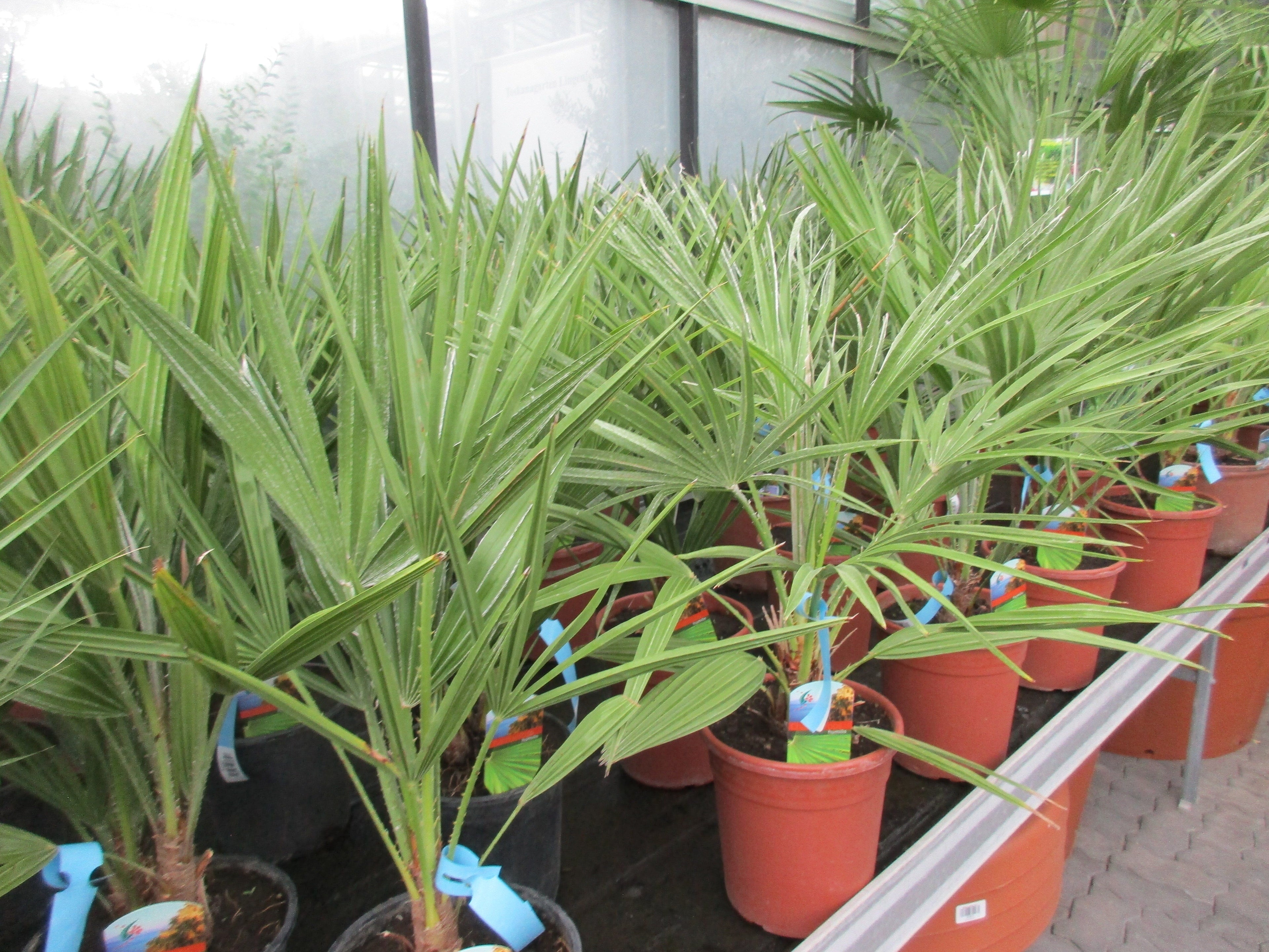 Chamaerops , humilis Zwergpalme, 70cm zwergpalme Gärtnerei Scherer Toskanagarten