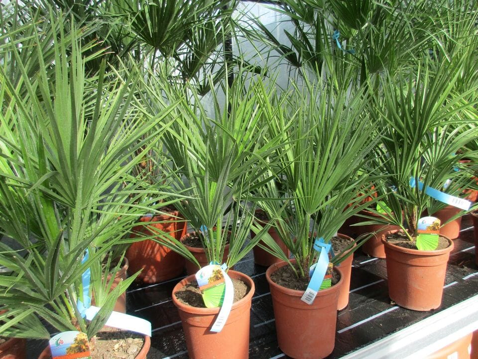 Chamaerops , humilis Zwergpalme, 70cm zwergpalme Gärtnerei Scherer Toskanagarten