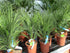 Chamaerops , humilis Zwergpalme, 70cm zwergpalme Gärtnerei Scherer Toskanagarten