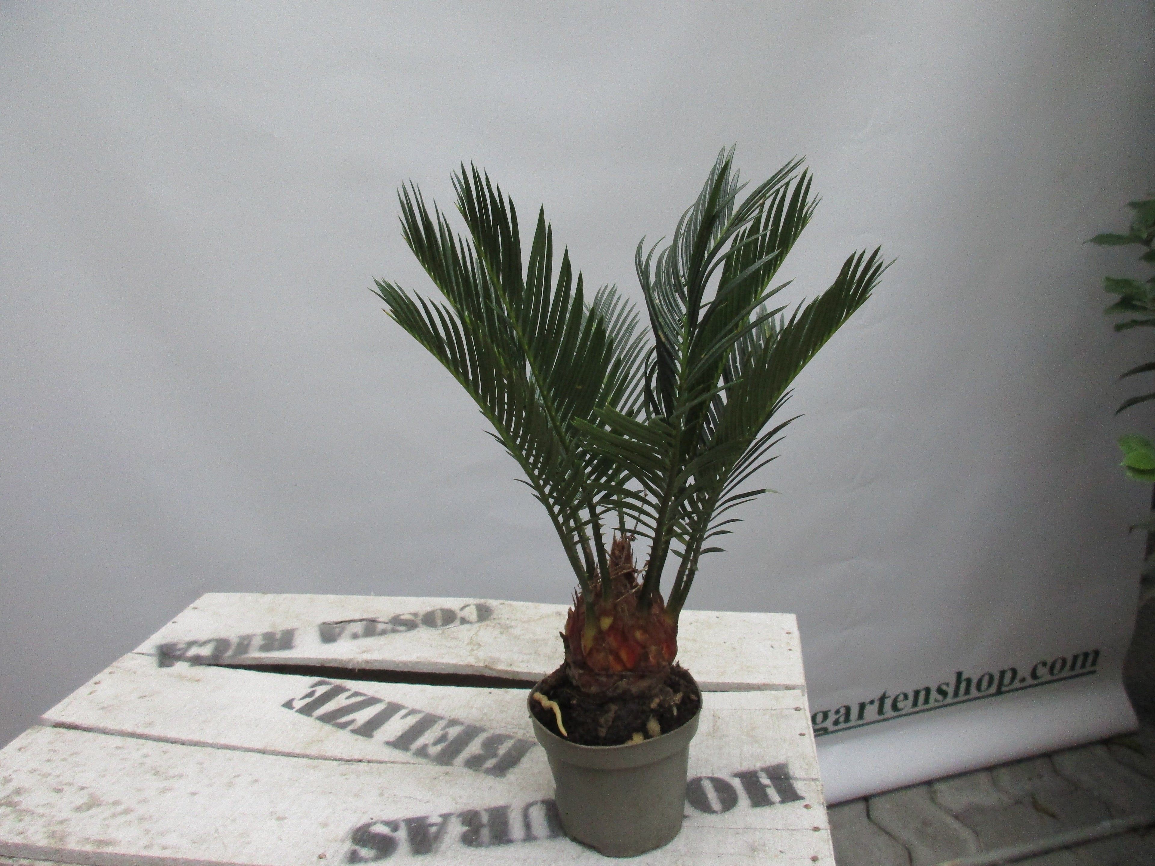 Cycas revoluta 25cm cycas toskanagarten-shop