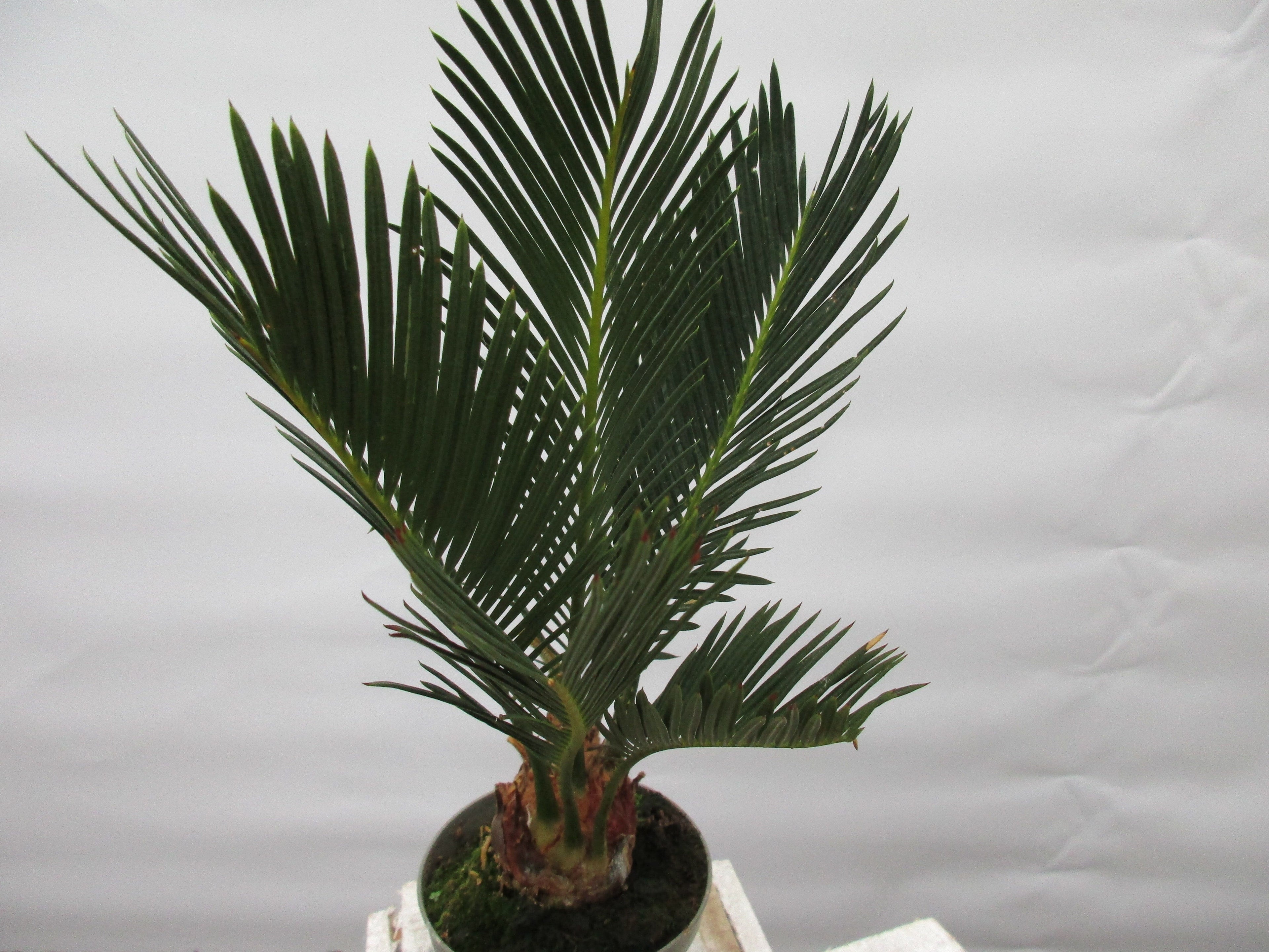Cycas revoluta 25cm cycas toskanagarten-shop