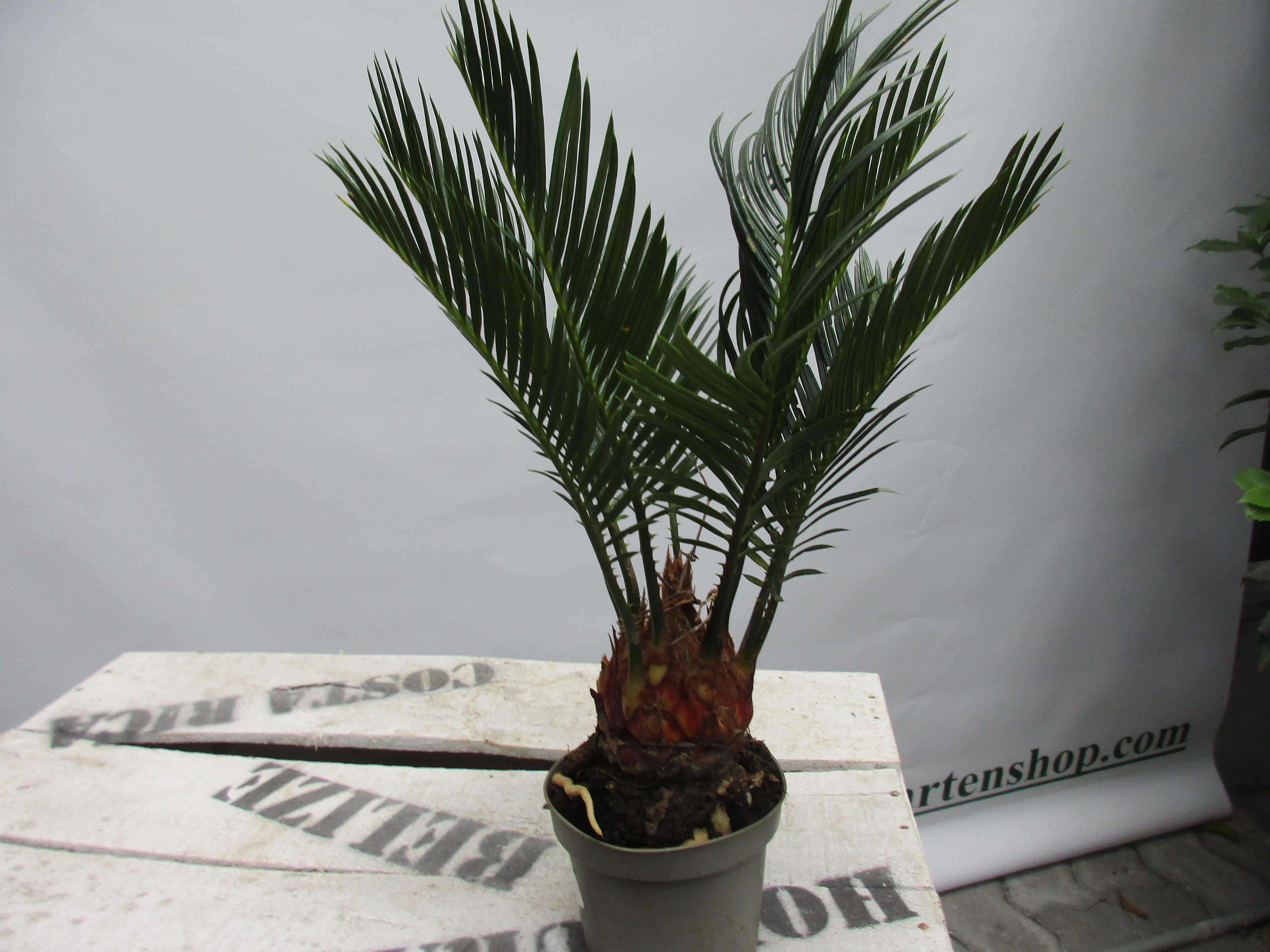 Cycas revoluta 25cm cycas toskanagarten-shop