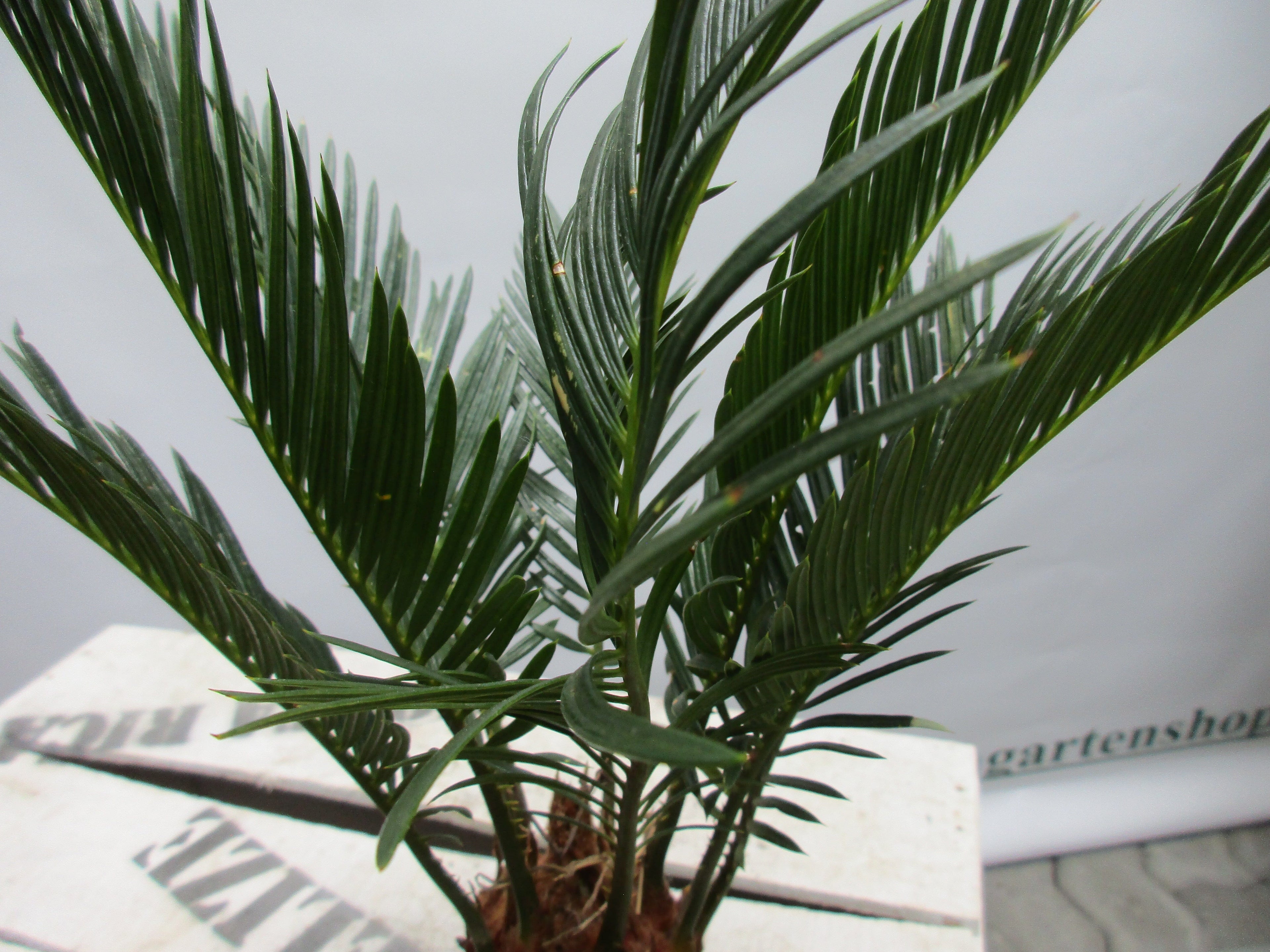 Cycas revoluta 25cm cycas toskanagarten-shop