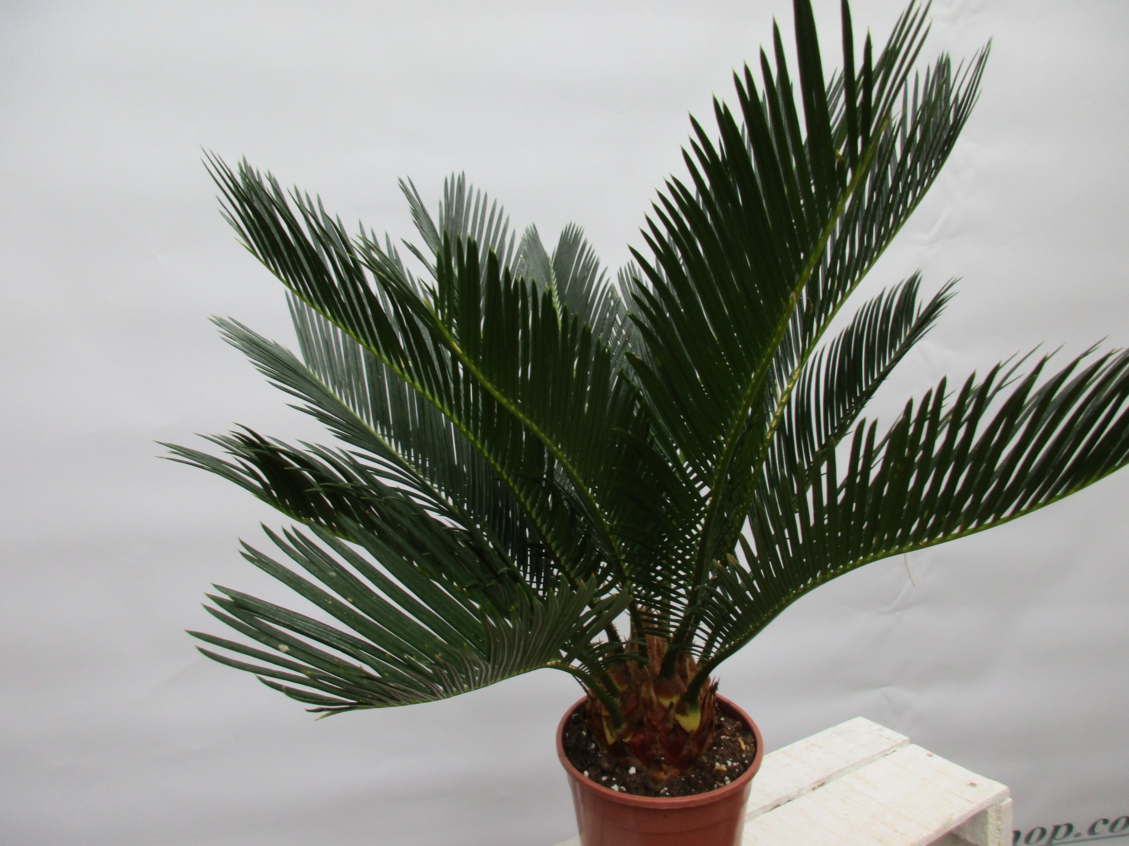 Cycas revoluta 50cm cycas toskanagarten-shop