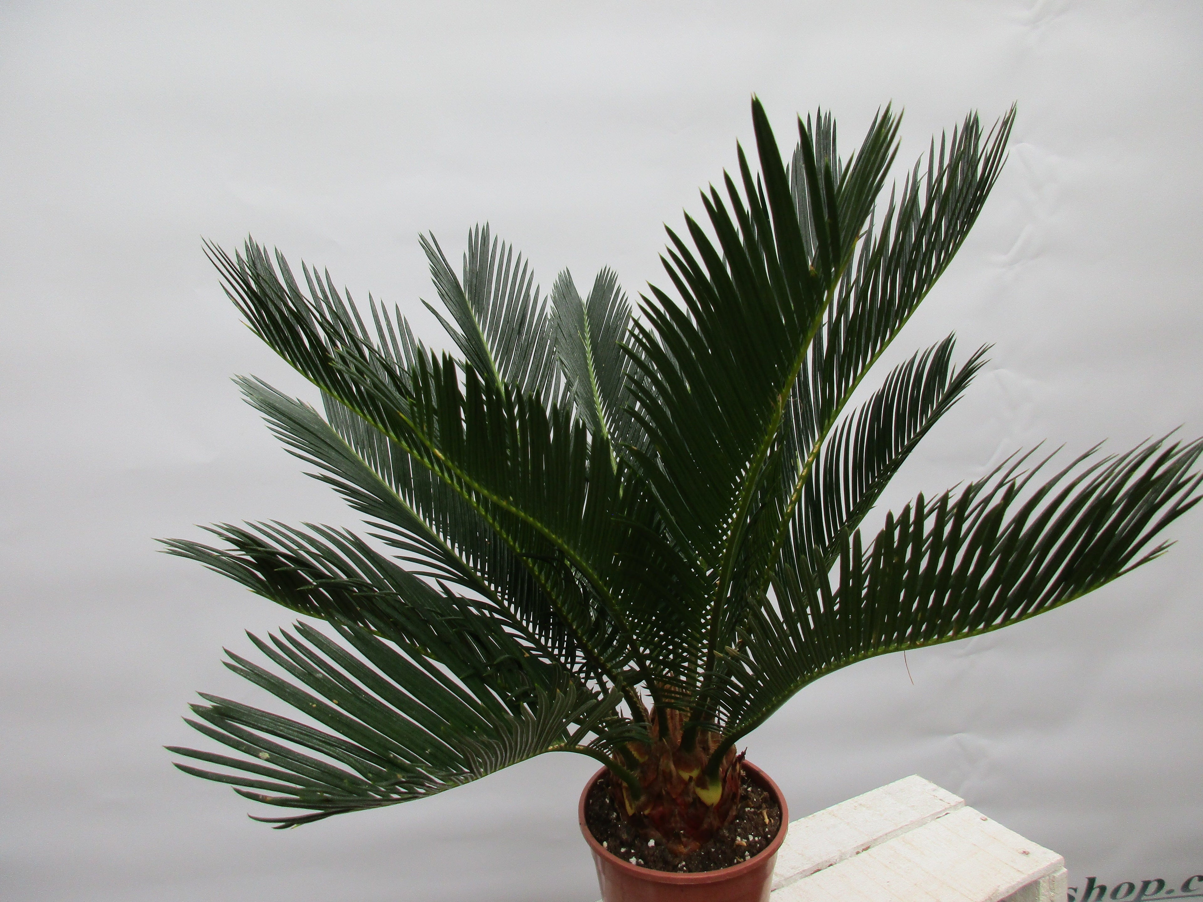 Cycas revoluta 50cm cycas toskanagarten-shop