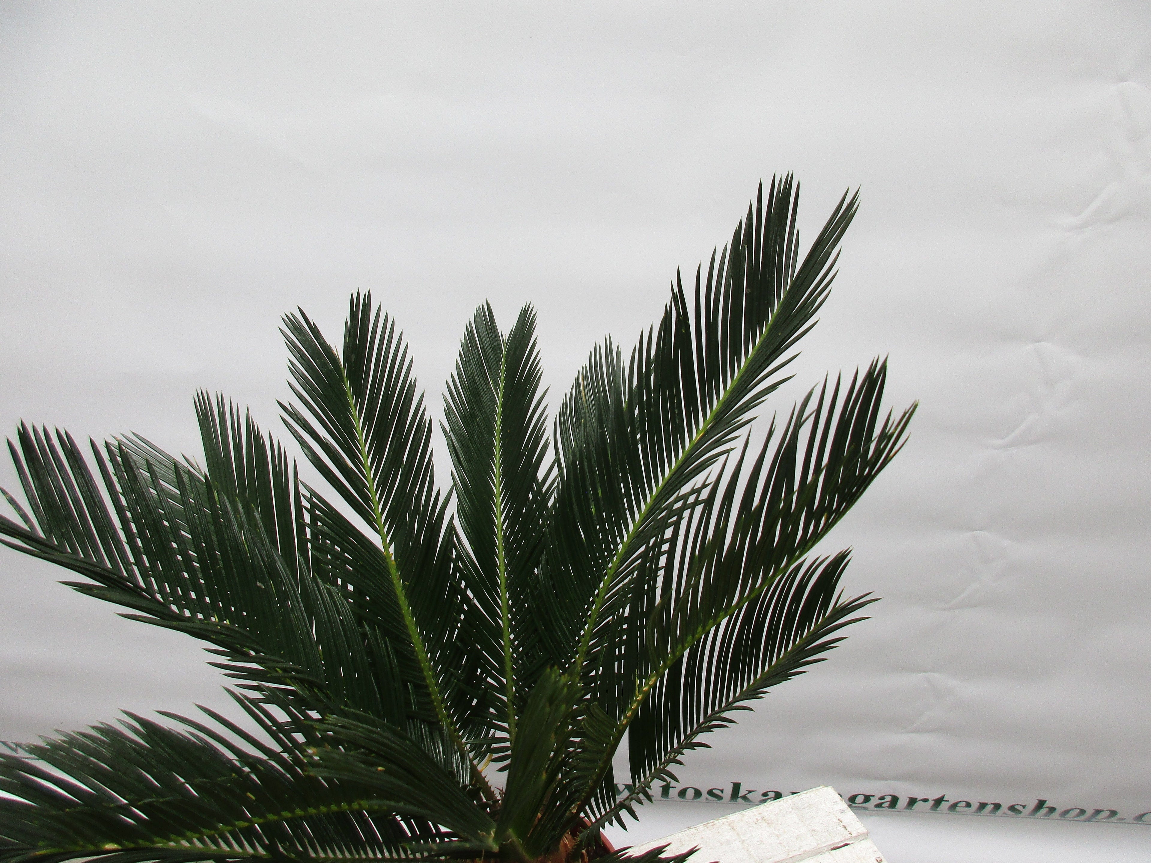 Cycas revoluta 50cm cycas toskanagarten-shop