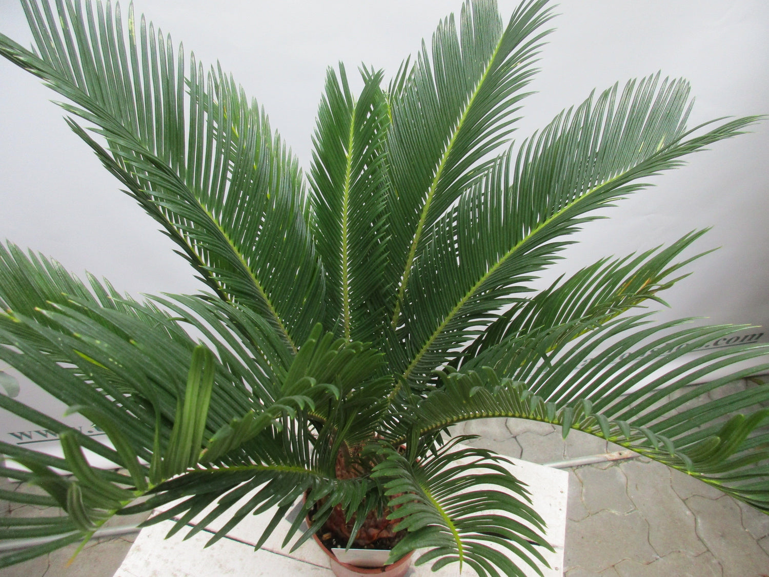 Cycas revoluta Palmfarn 65cm cycas toskanagarten-shop