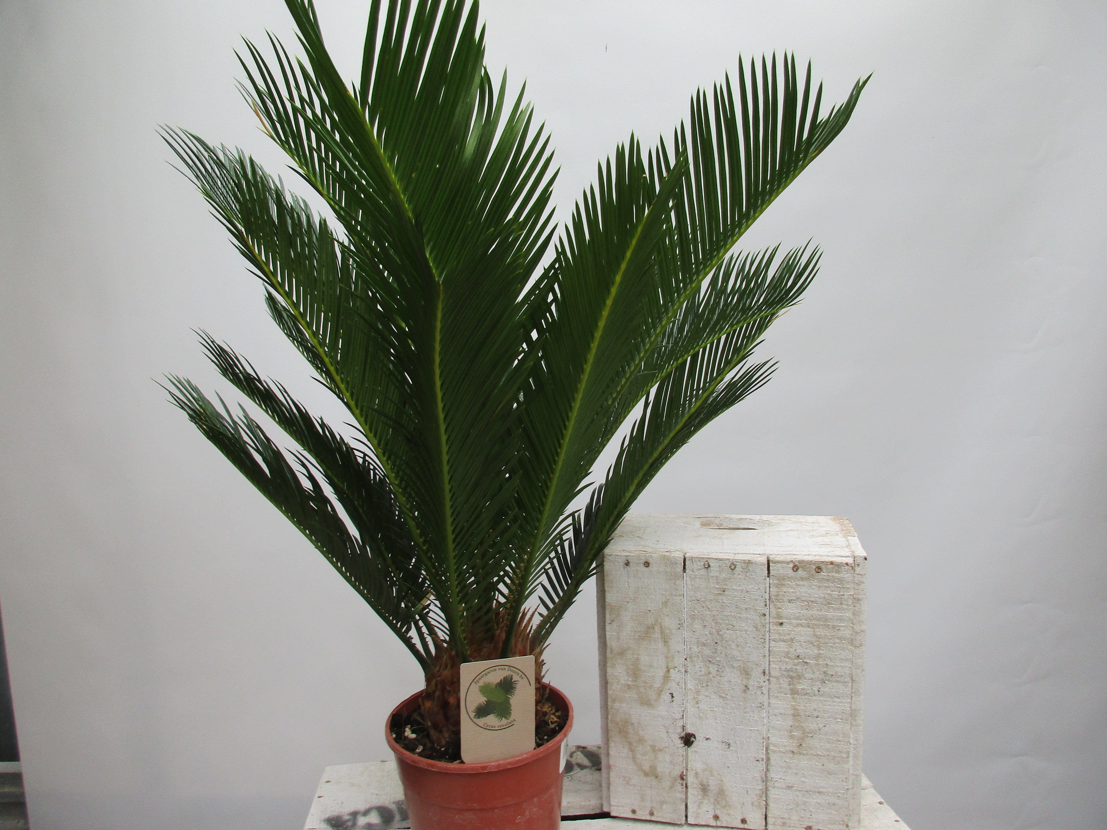 Cycas revoluta Palmfarn 65cm cycas toskanagarten-shop