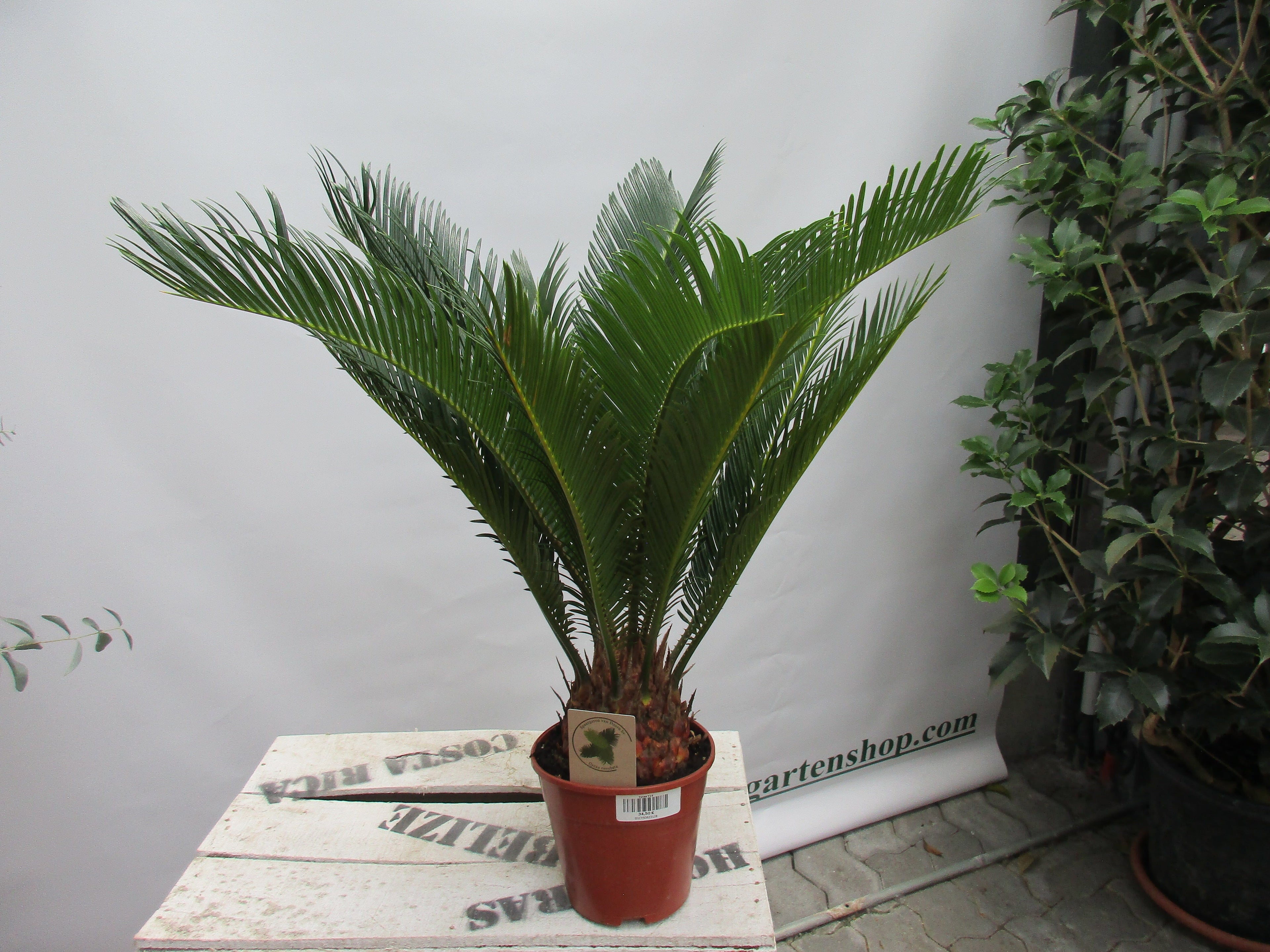 Cycas revoluta Palmfarn 65cm cycas toskanagarten-shop