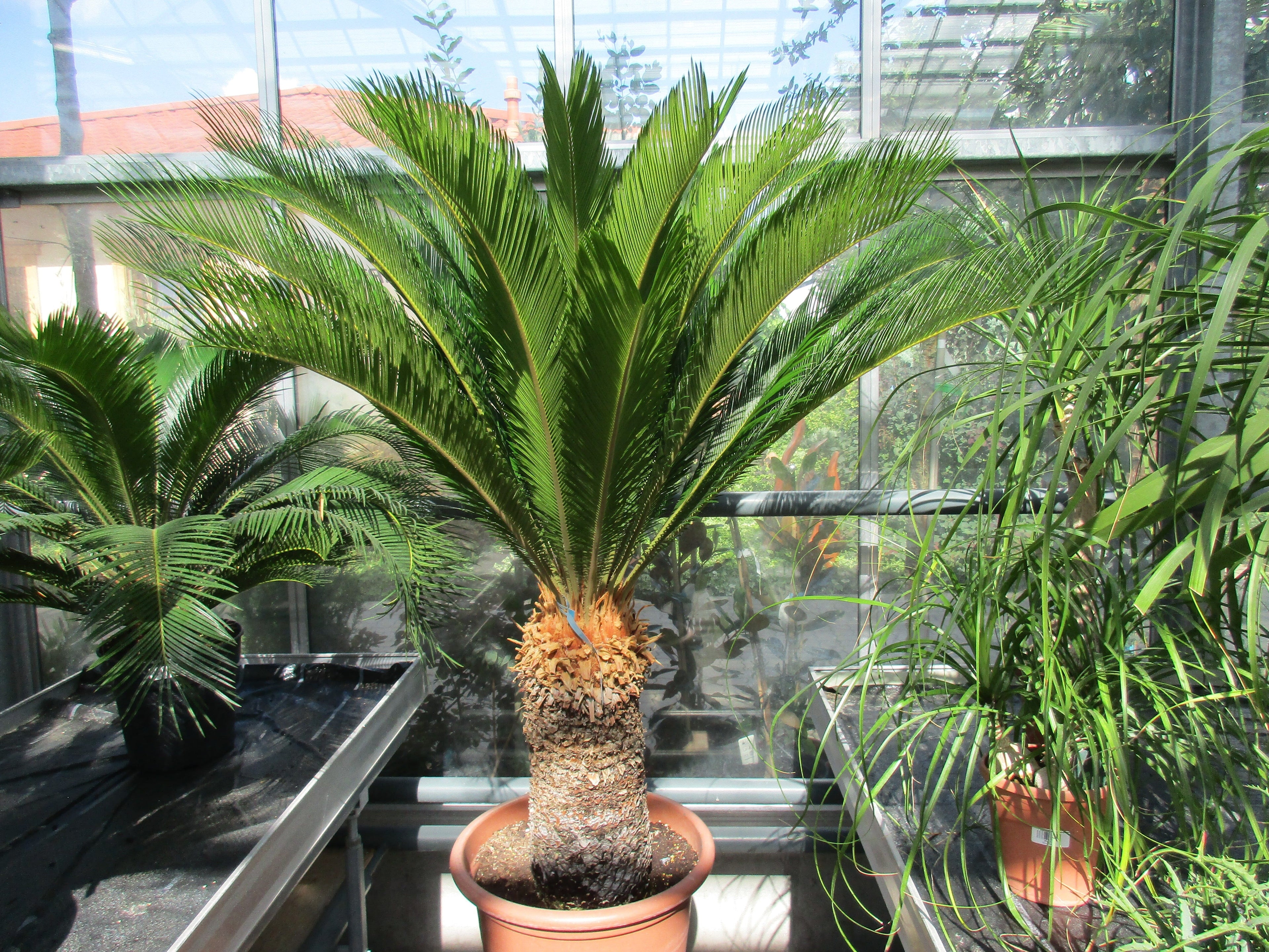 Cycas revoluta xxl 160cm Cycas Toskanagarten Gärtnerei Scherer