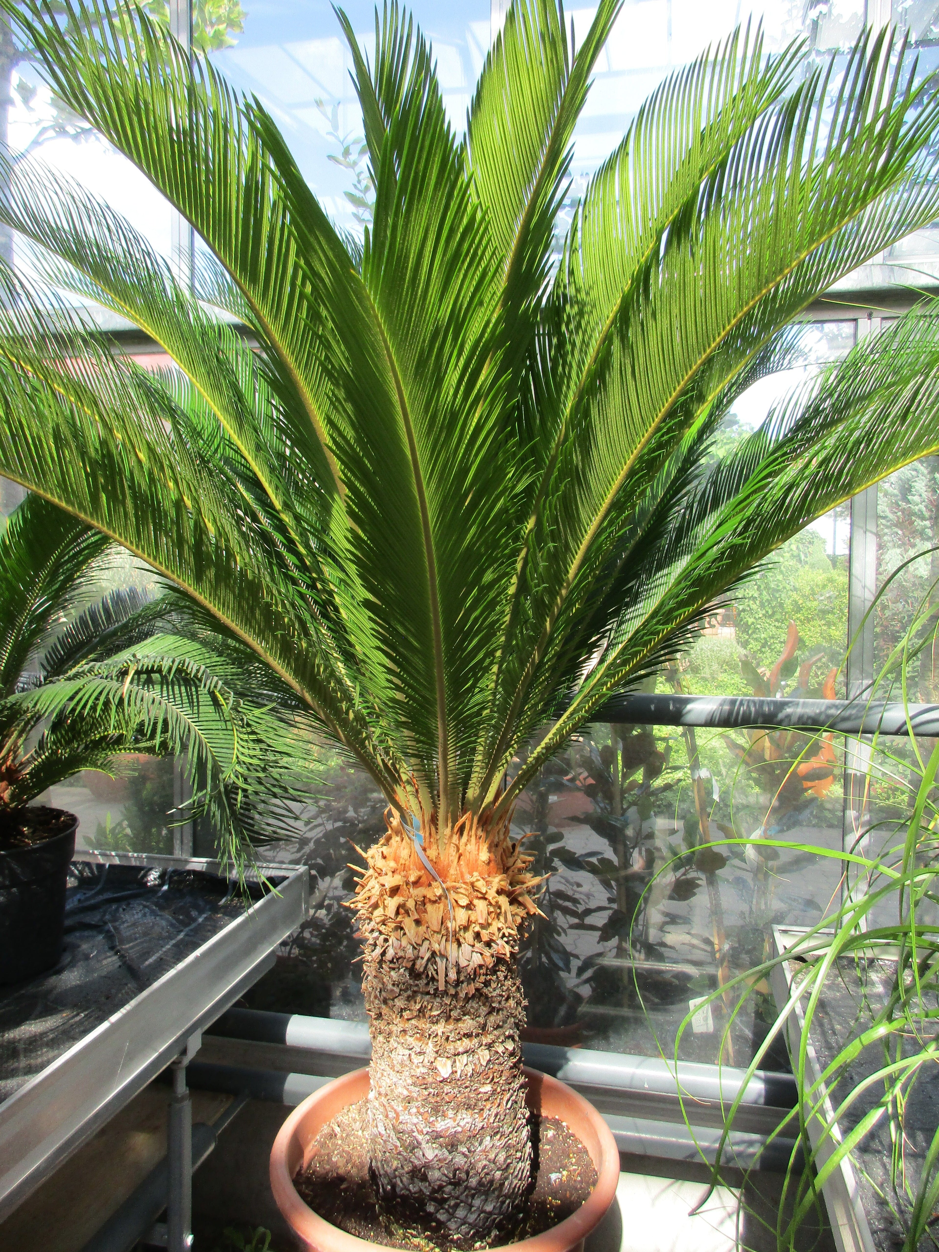 Cycas revoluta xxl 160cm Cycas Toskanagarten Gärtnerei Scherer