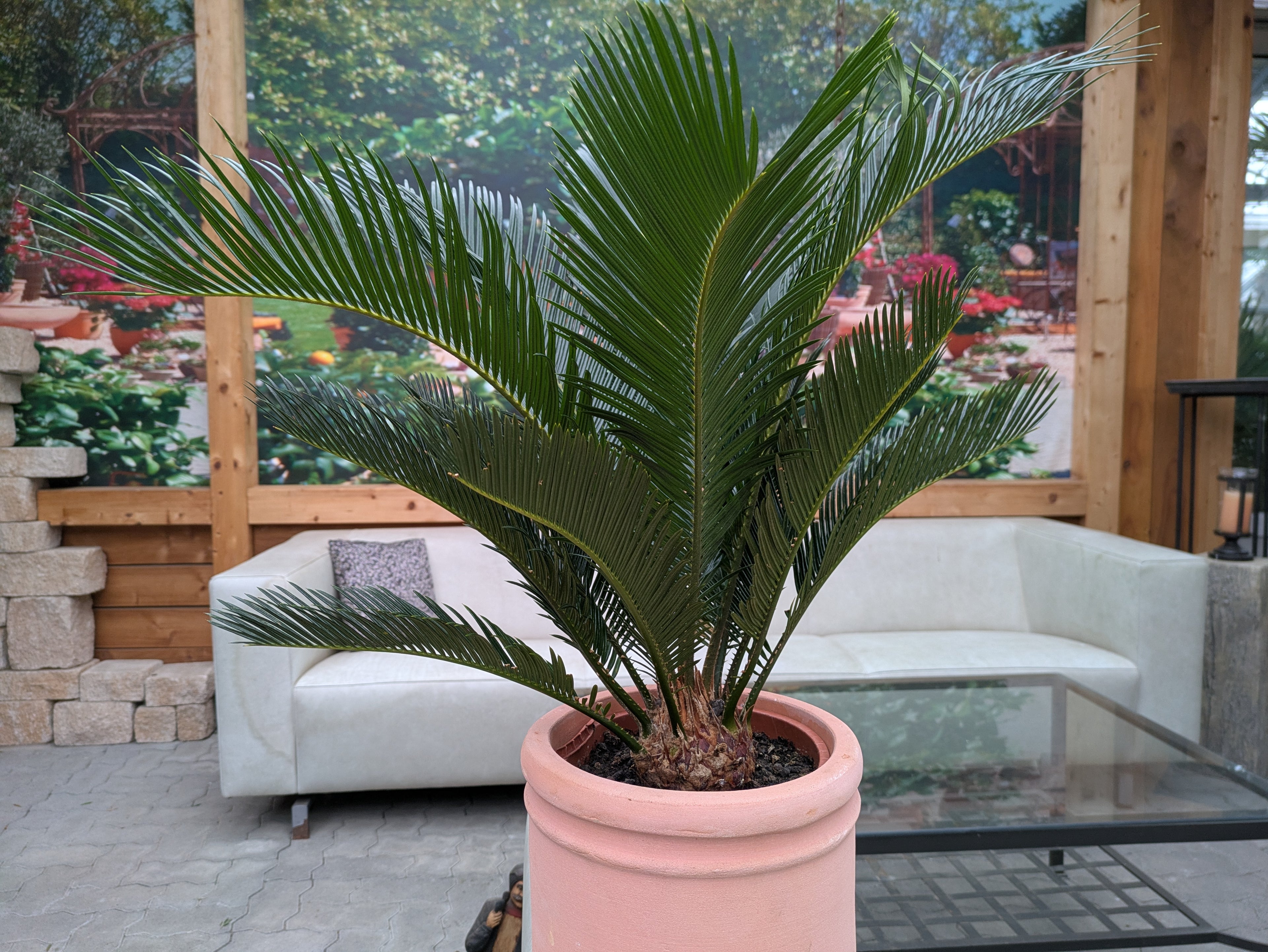 Cycas revoluta, Palmfarn 70 cm