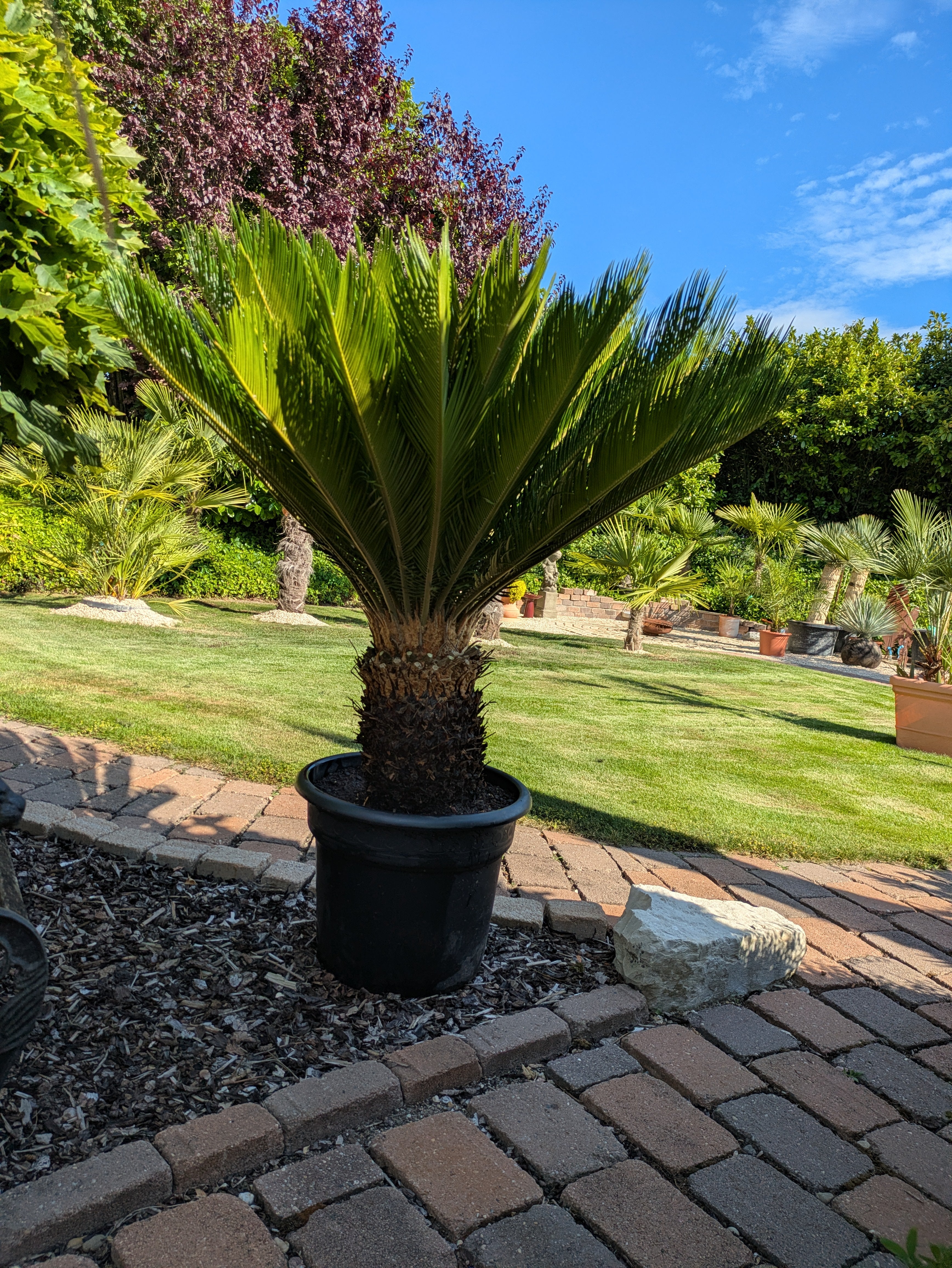 Cycas revoluta 45 Jahre