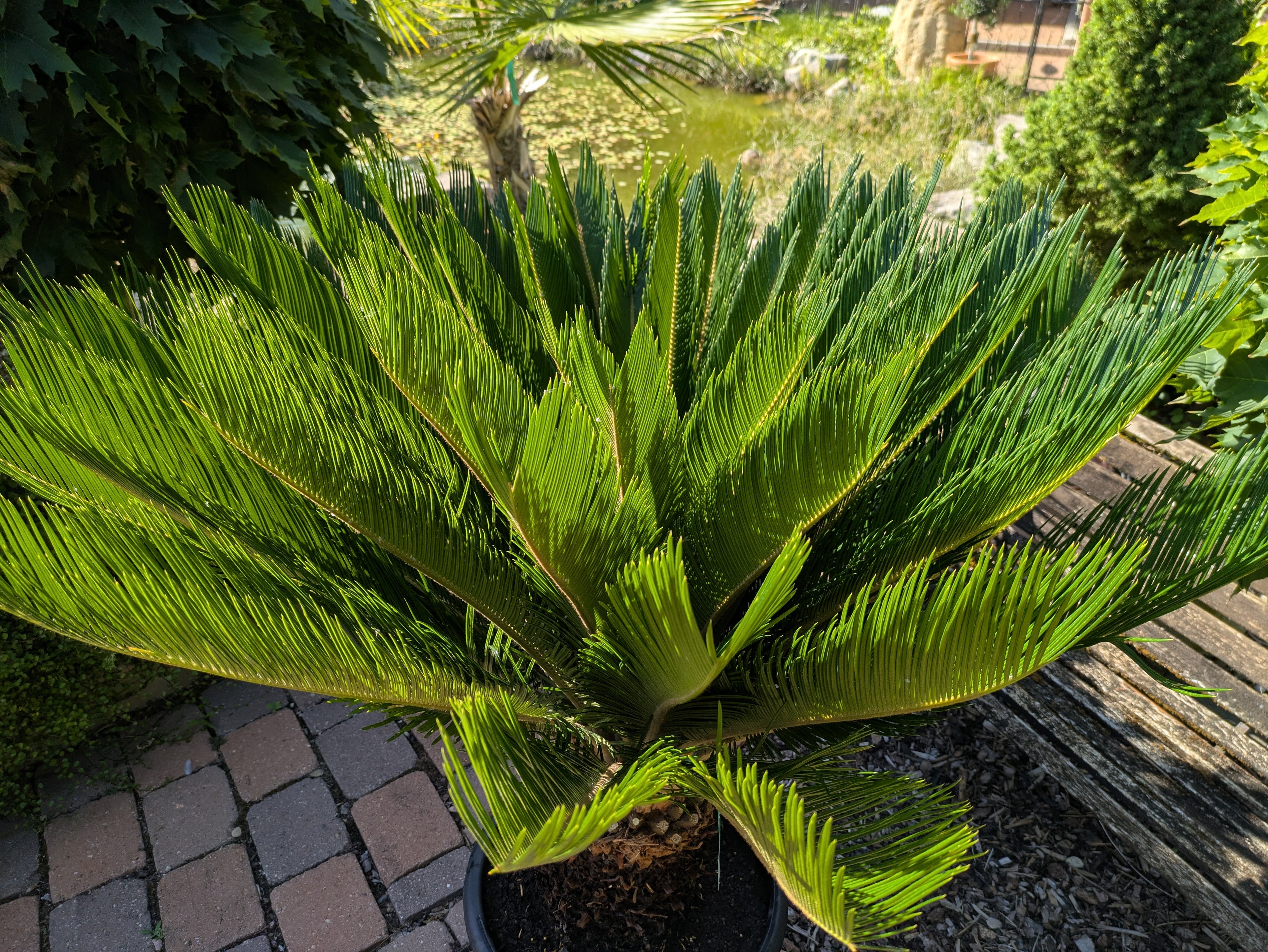 Cycas revoluta 45 Jahre, Krone