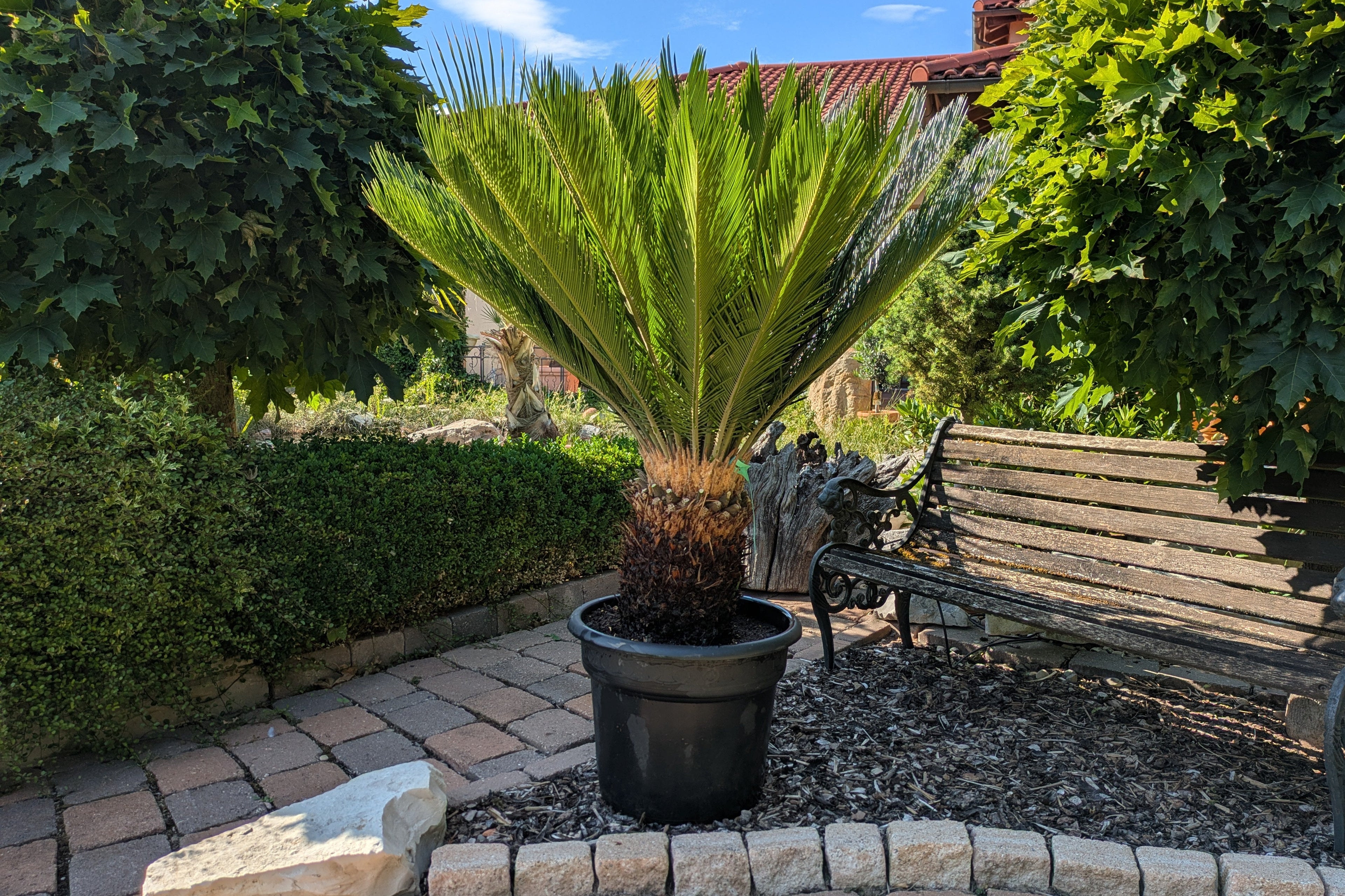 Cycas revoluta 45 Jahre im Toskanagarten