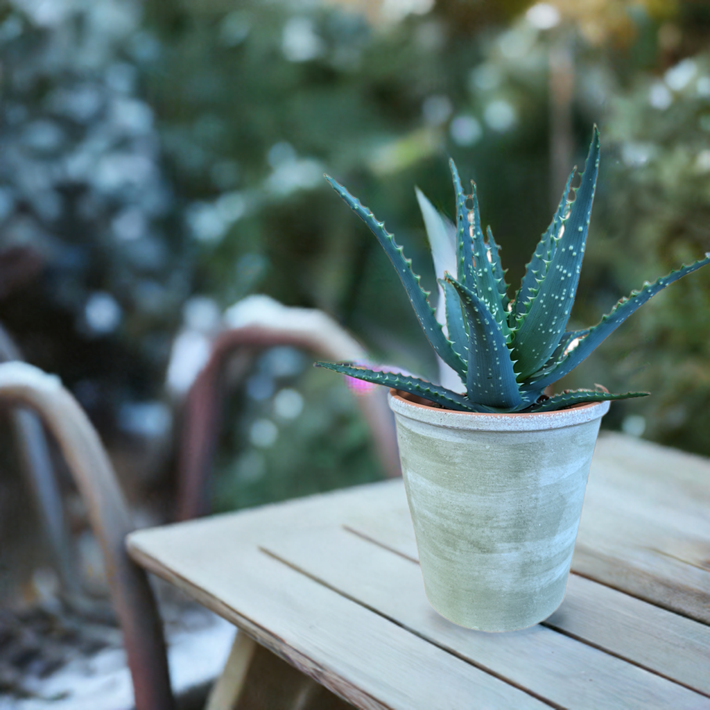 Baumaloe, Aloe arborescens