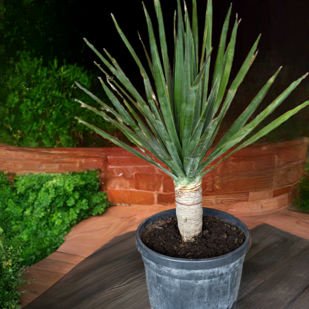 Dracaena Draco, 160cm