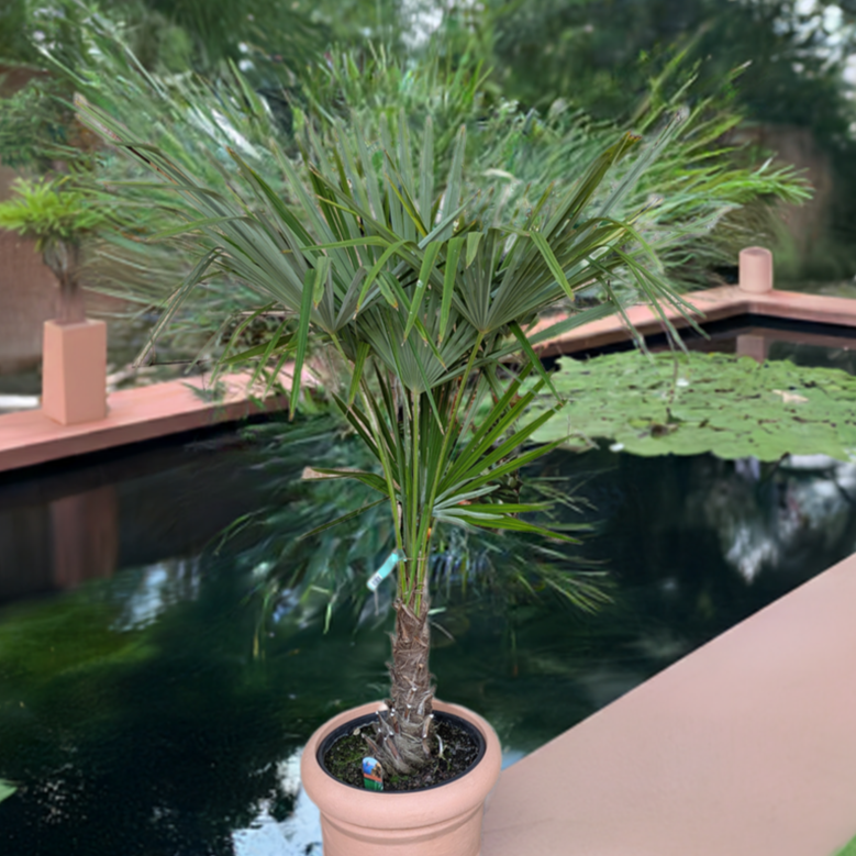 Hanfpalme, Trachycarpus 190 cm am Teich
