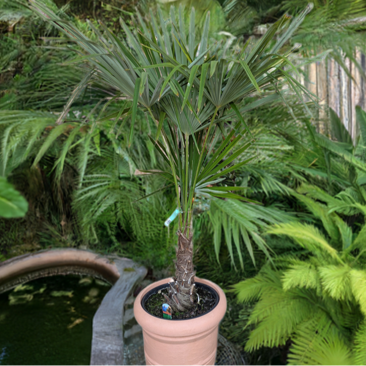 Hanfpalme, Trachycarpus 190 cm