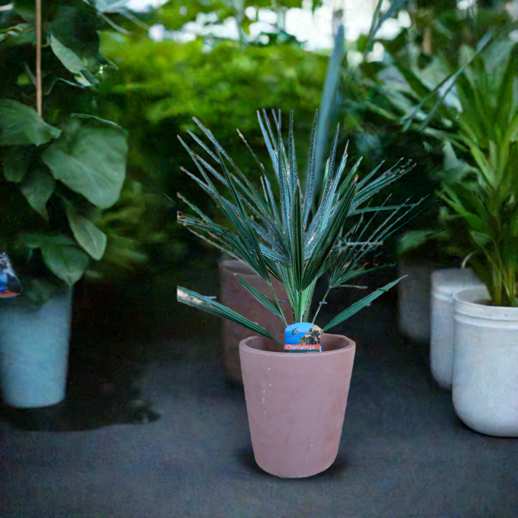 Chamaerops humilis ,Zwergpalme 65cm