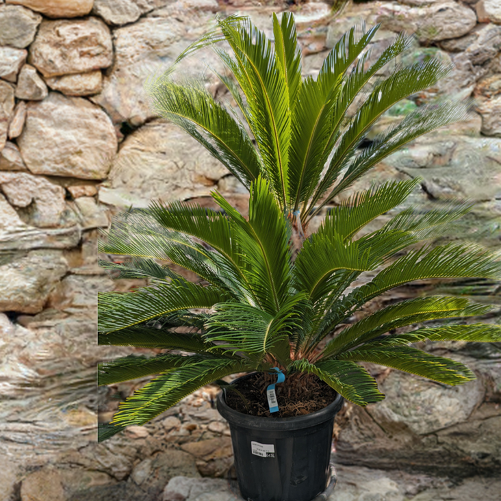 Palmfarn extra groß 65 Jahre alt