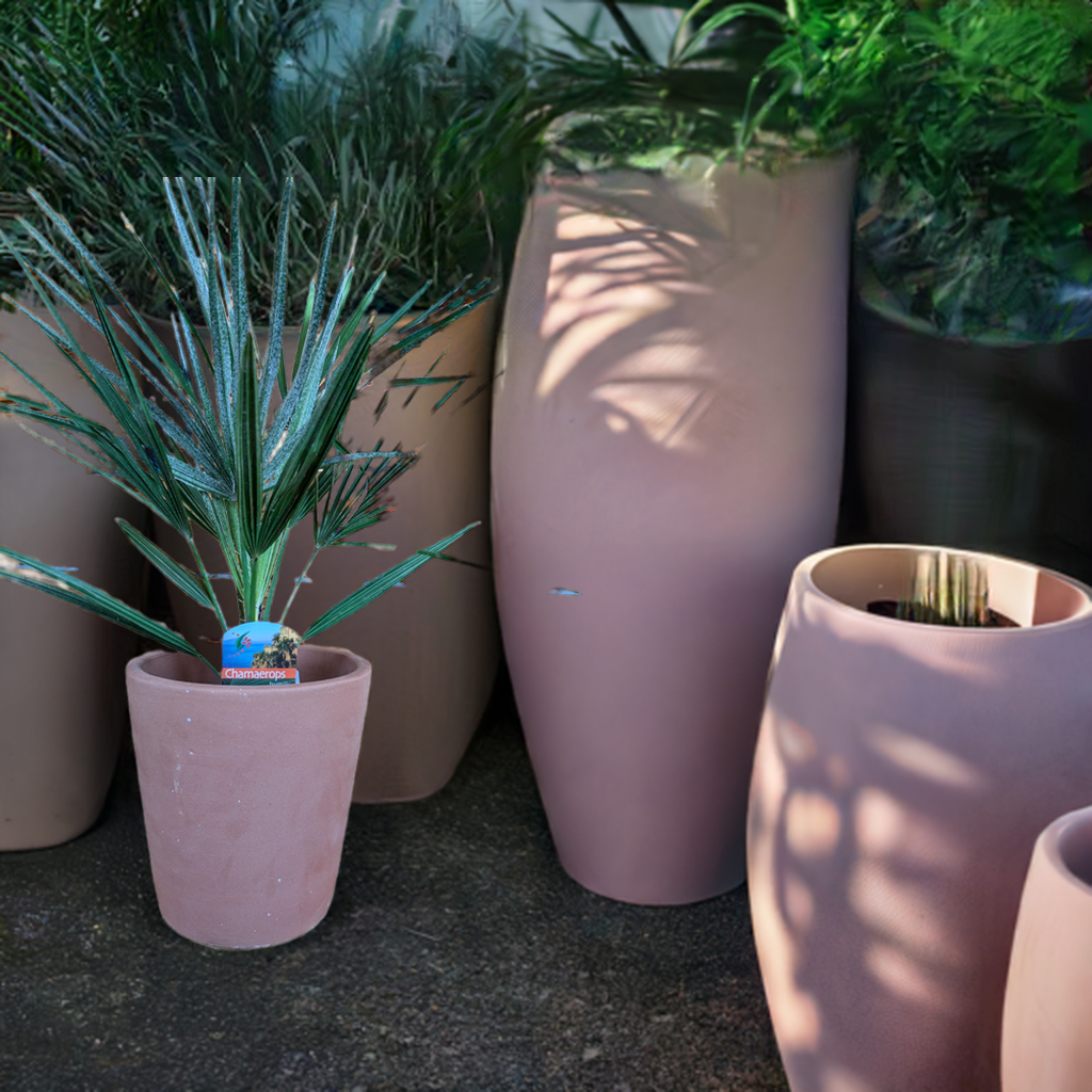 Chamaerops humilis ,Zwergpalme 65cm