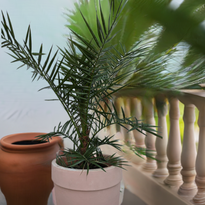 Phoenix palme im Toskanagarten