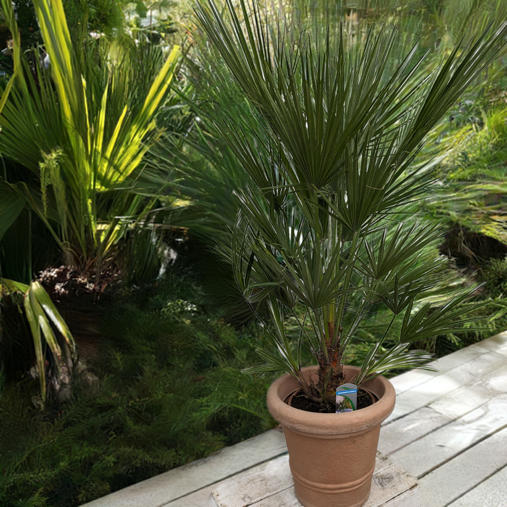 Chamaerops humilis 110cm