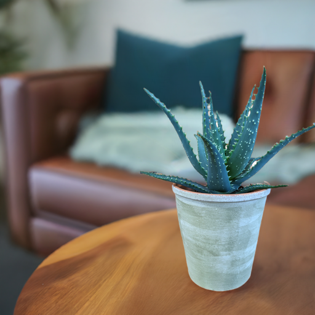 Baumaloe, Aloe arborescens