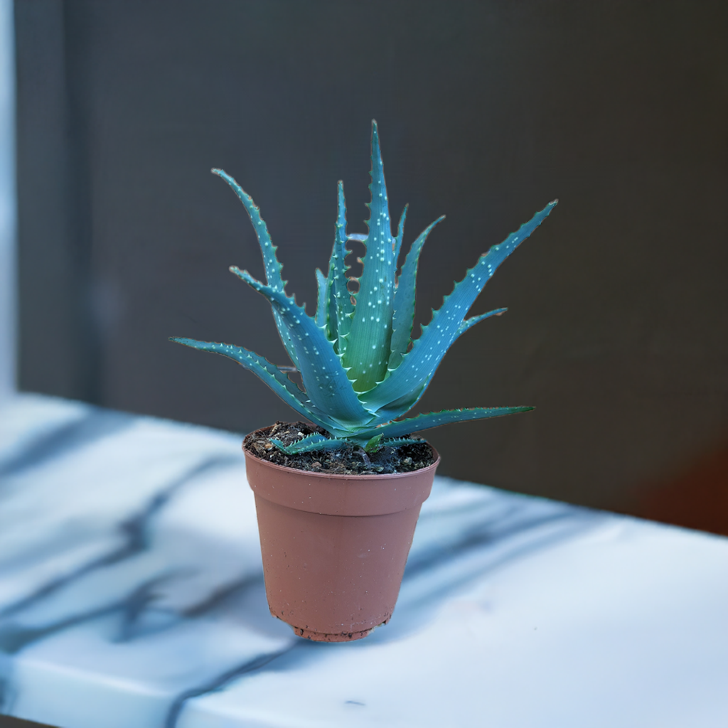 Baumaloe, Aloe arborescens