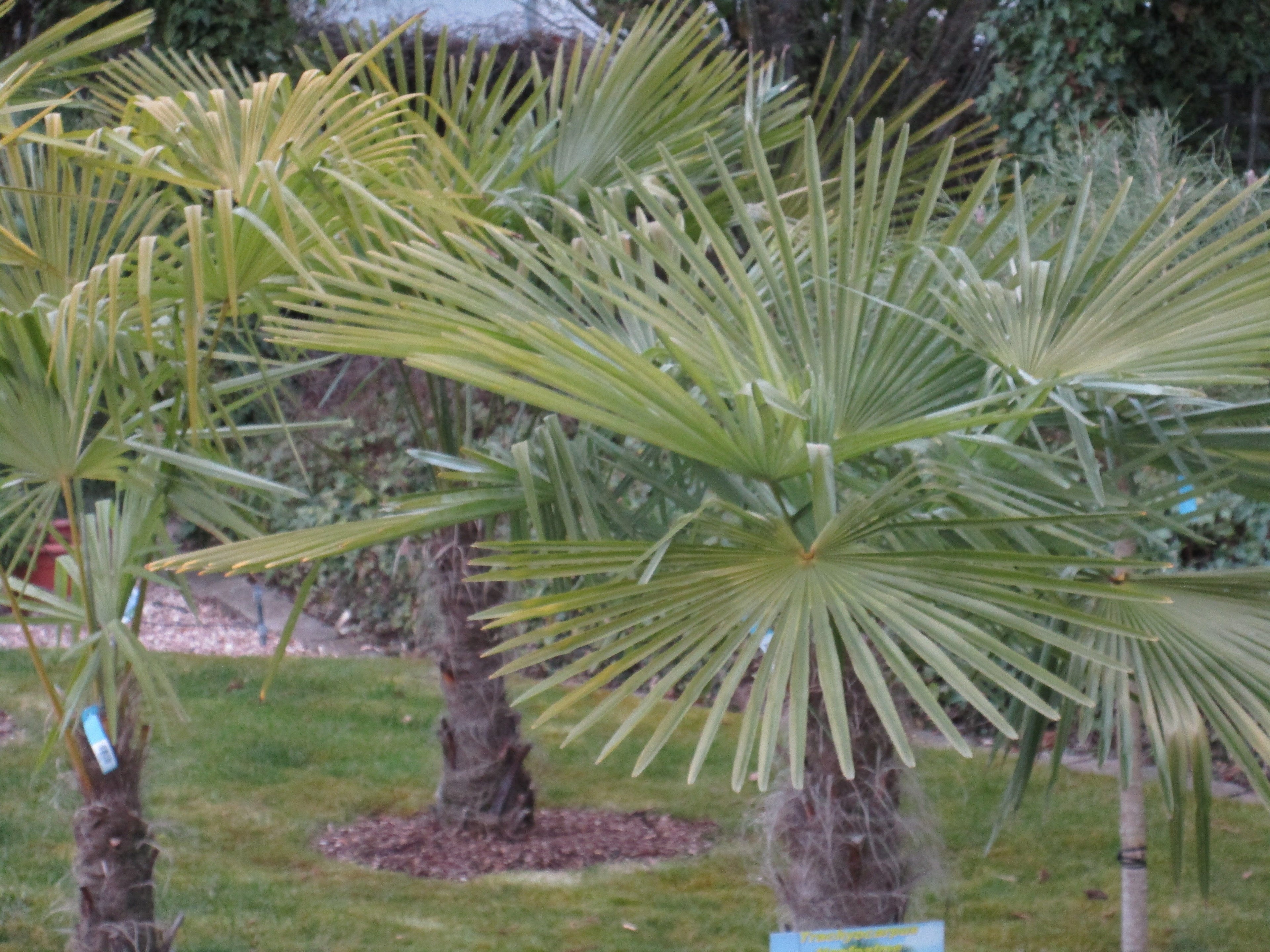 Hanfpalme, Trachycarpus 190 cm Hanfpalme toskanagartenshop
