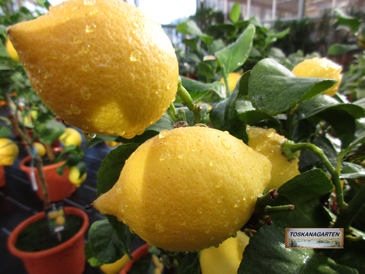 Pflanzenüberwinterung